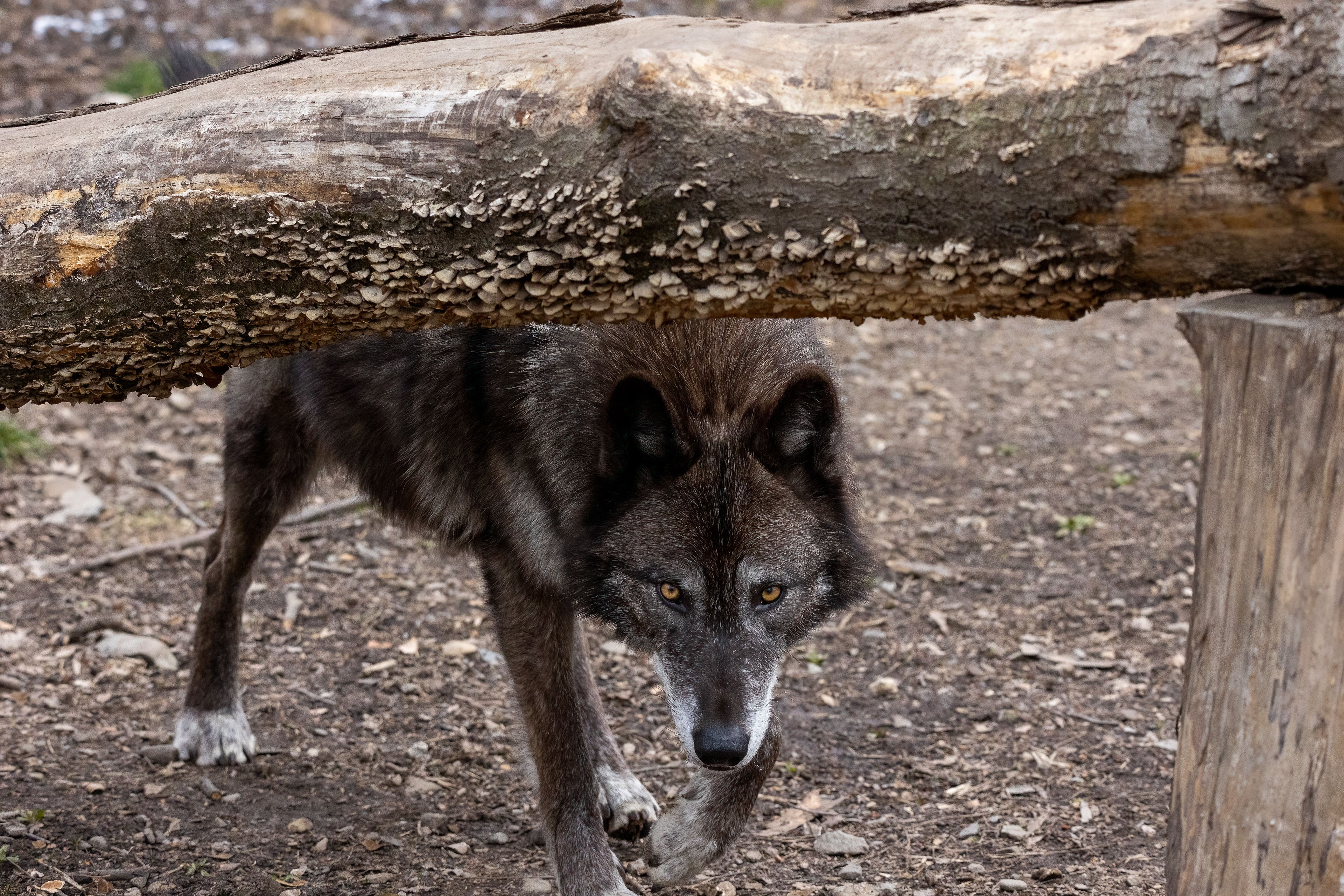 Lakota Wolf Preserve 3/28/22