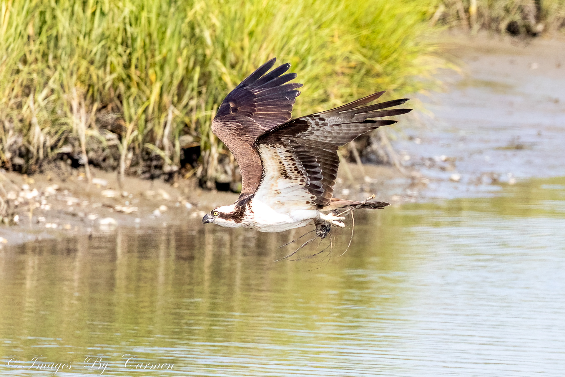 Osprey 6/17/22