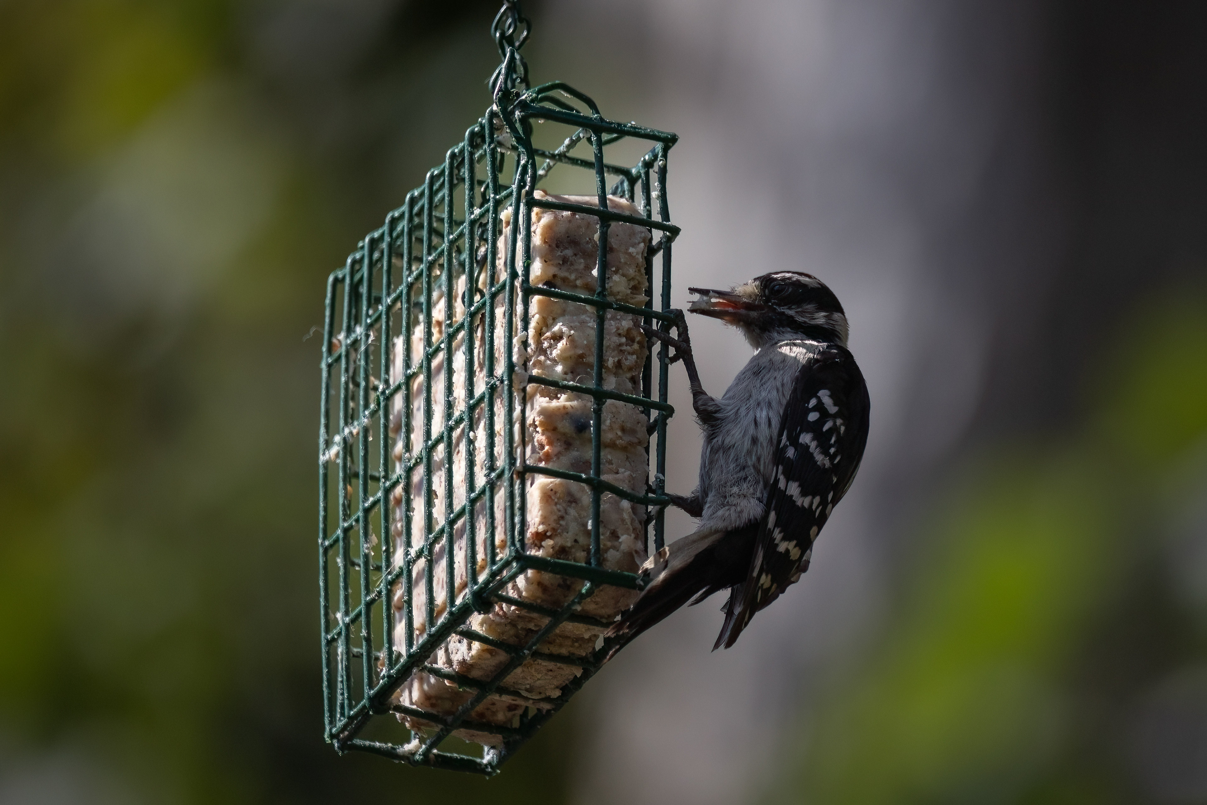 Downy Woodpecker 8/17/22