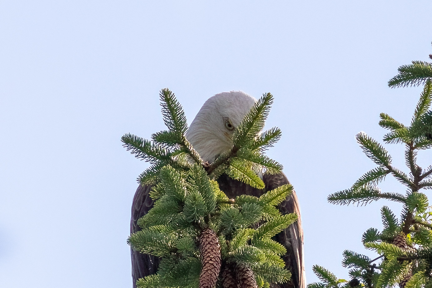 Bald Eagle in Ocean Co. 6/13/22  I Spy With My Little Eye