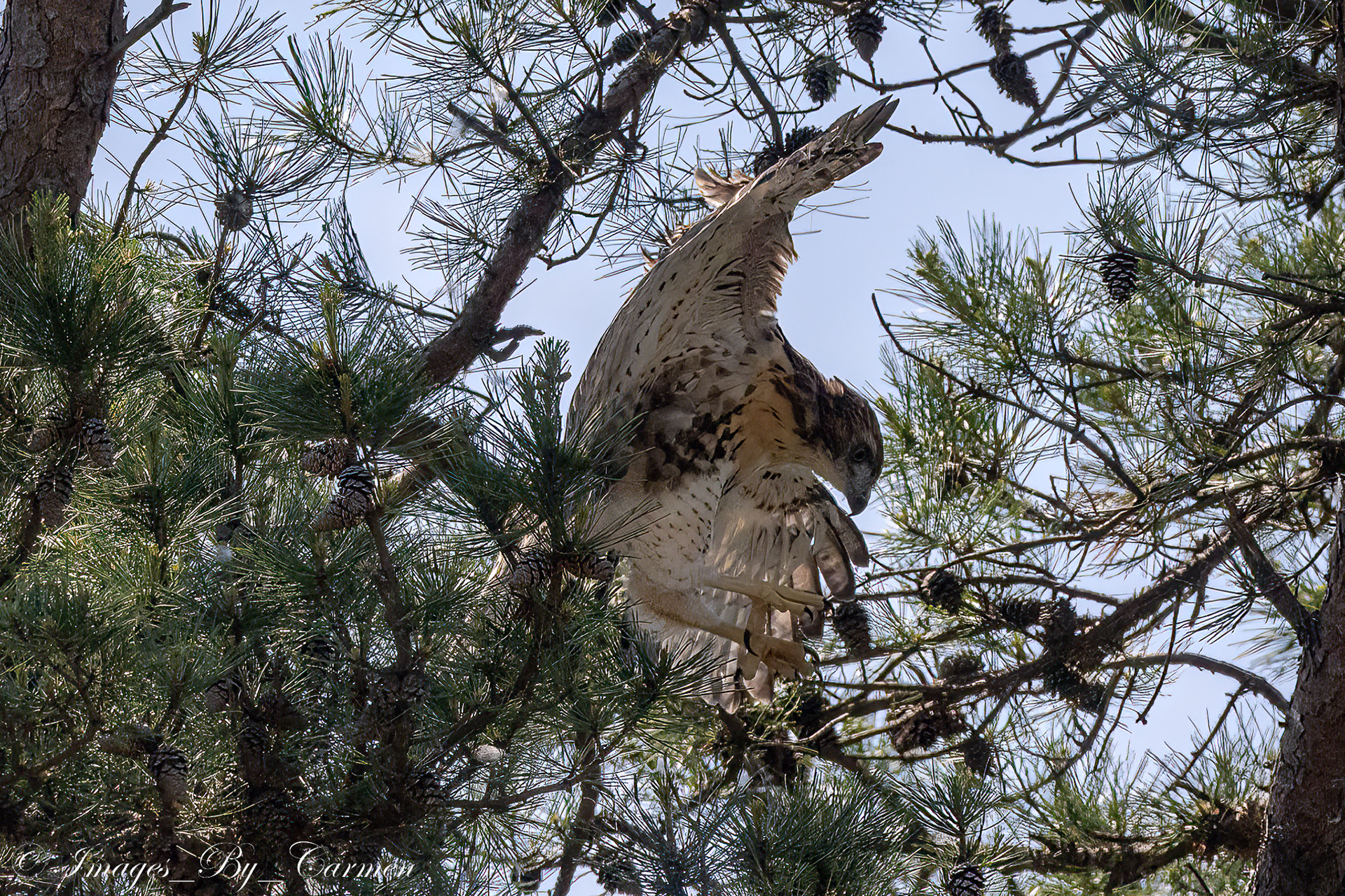Juvenile Red Tailed Hawk