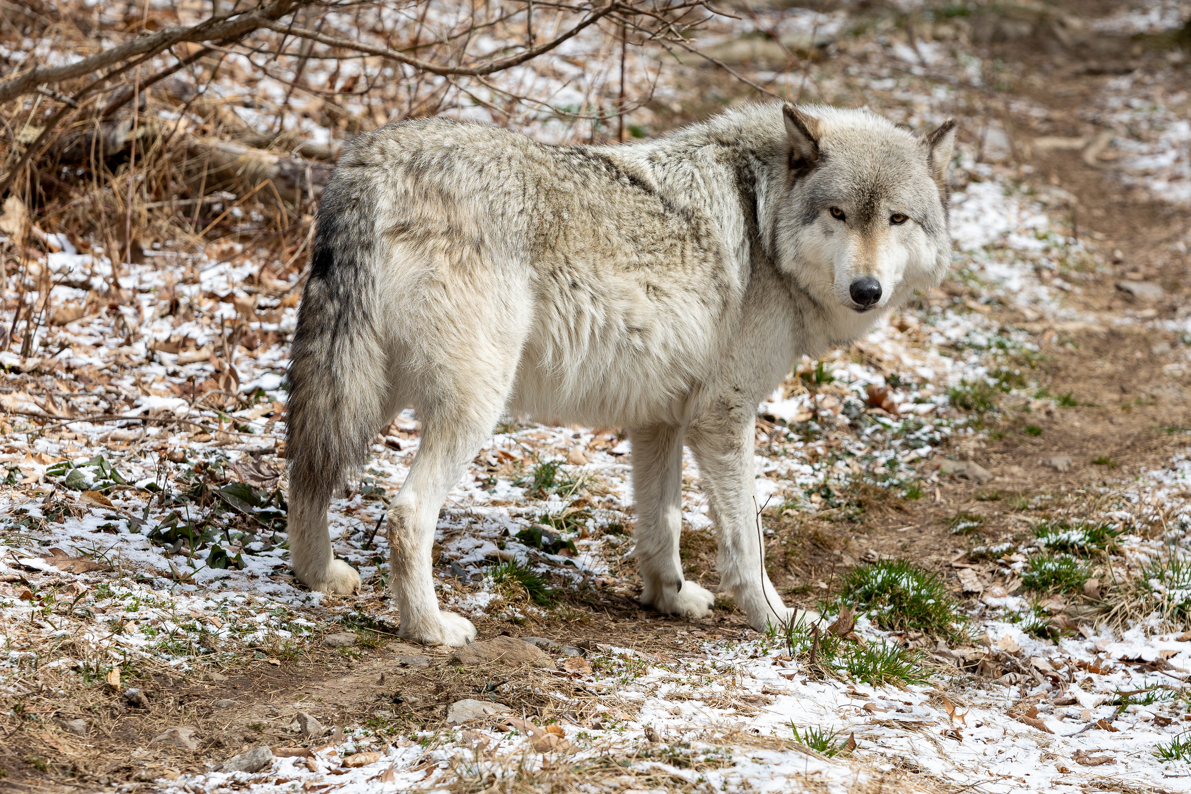 Lakota Wolf Preserve 3/28/22