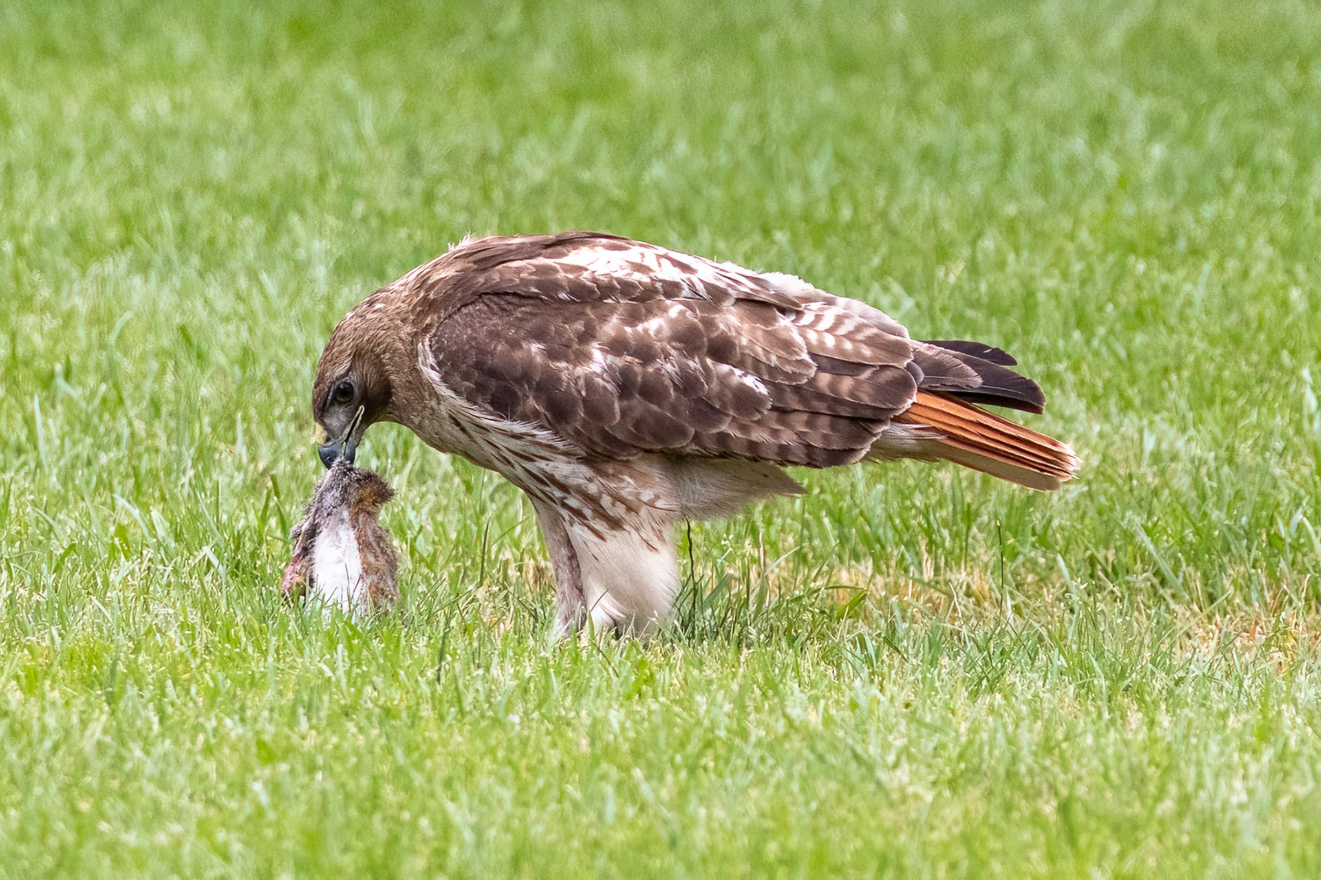 Red Tailed Hawks 6/24/22