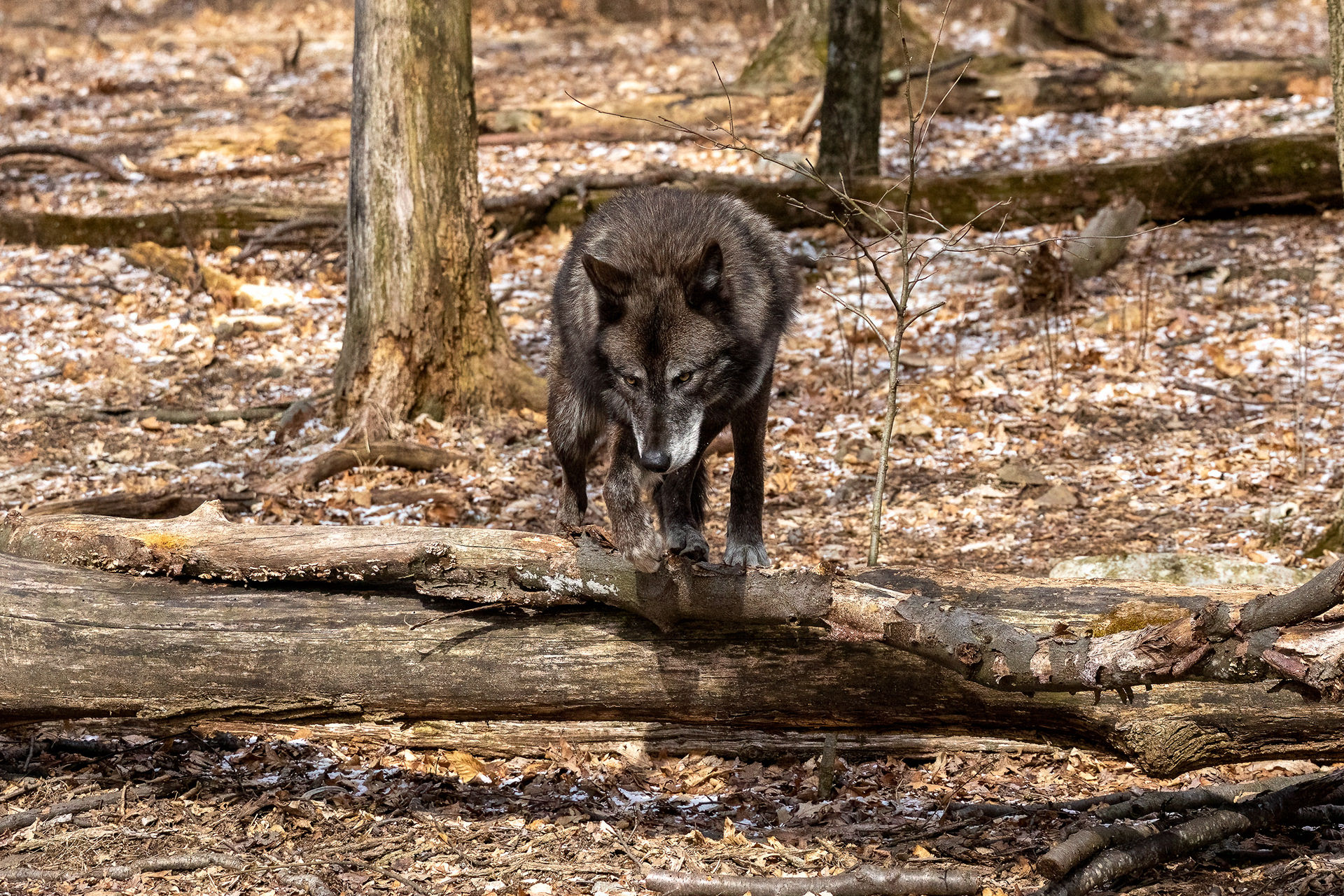 Lakota Wolf Preserve 3/28/22