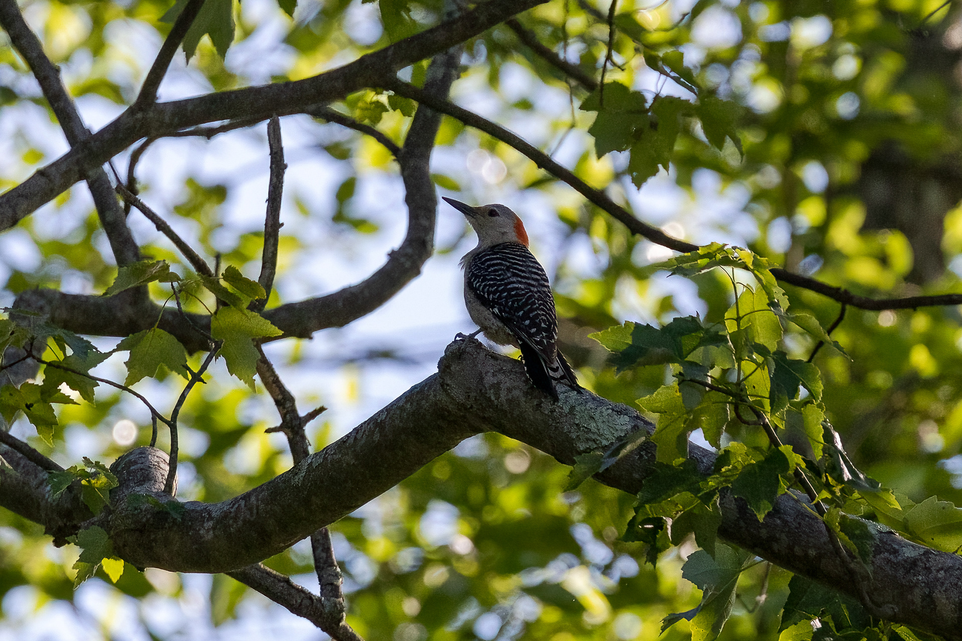 Red Bellied Woodpecker 6/18/22