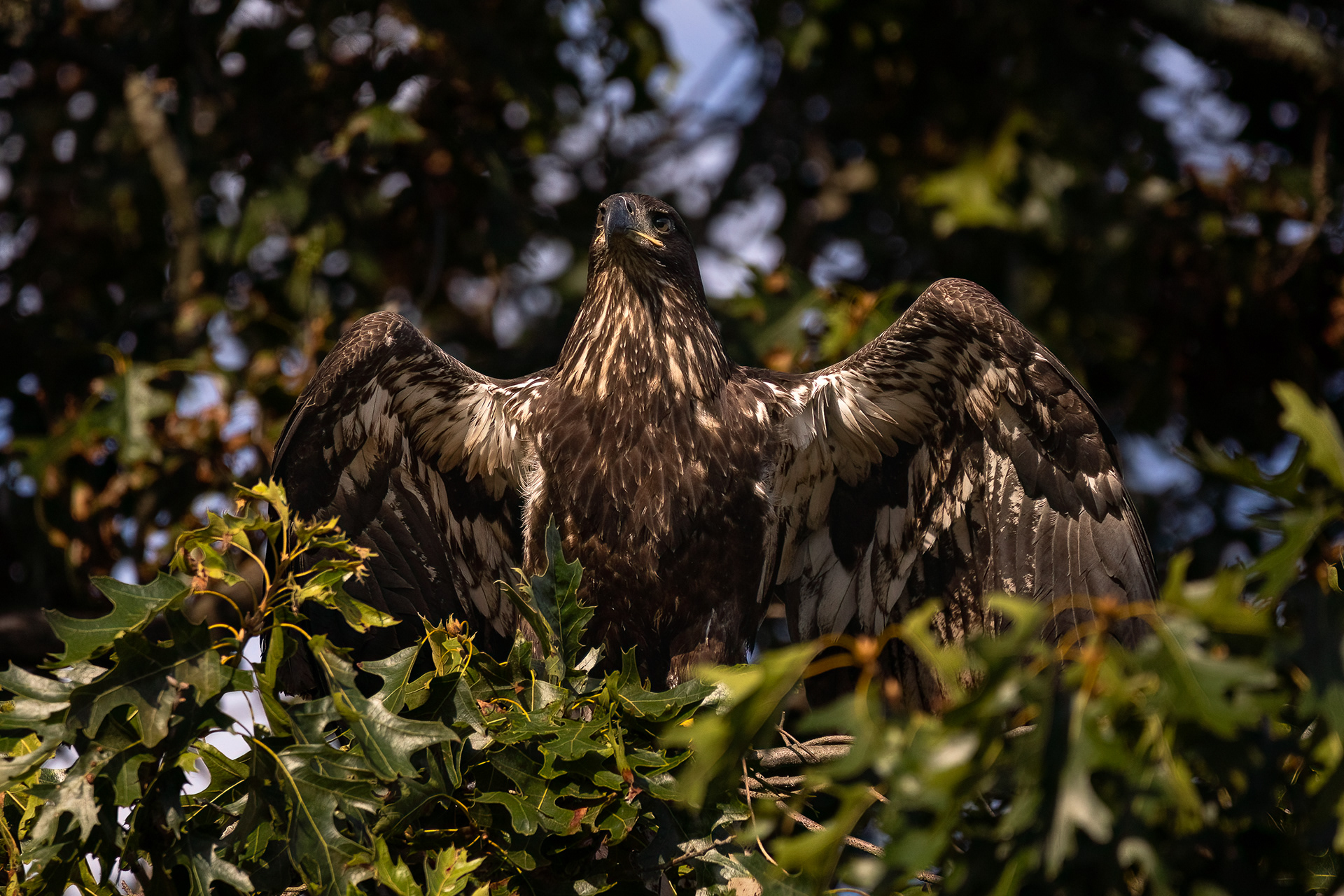 Juvenile Bald Eagle 7/31/22
