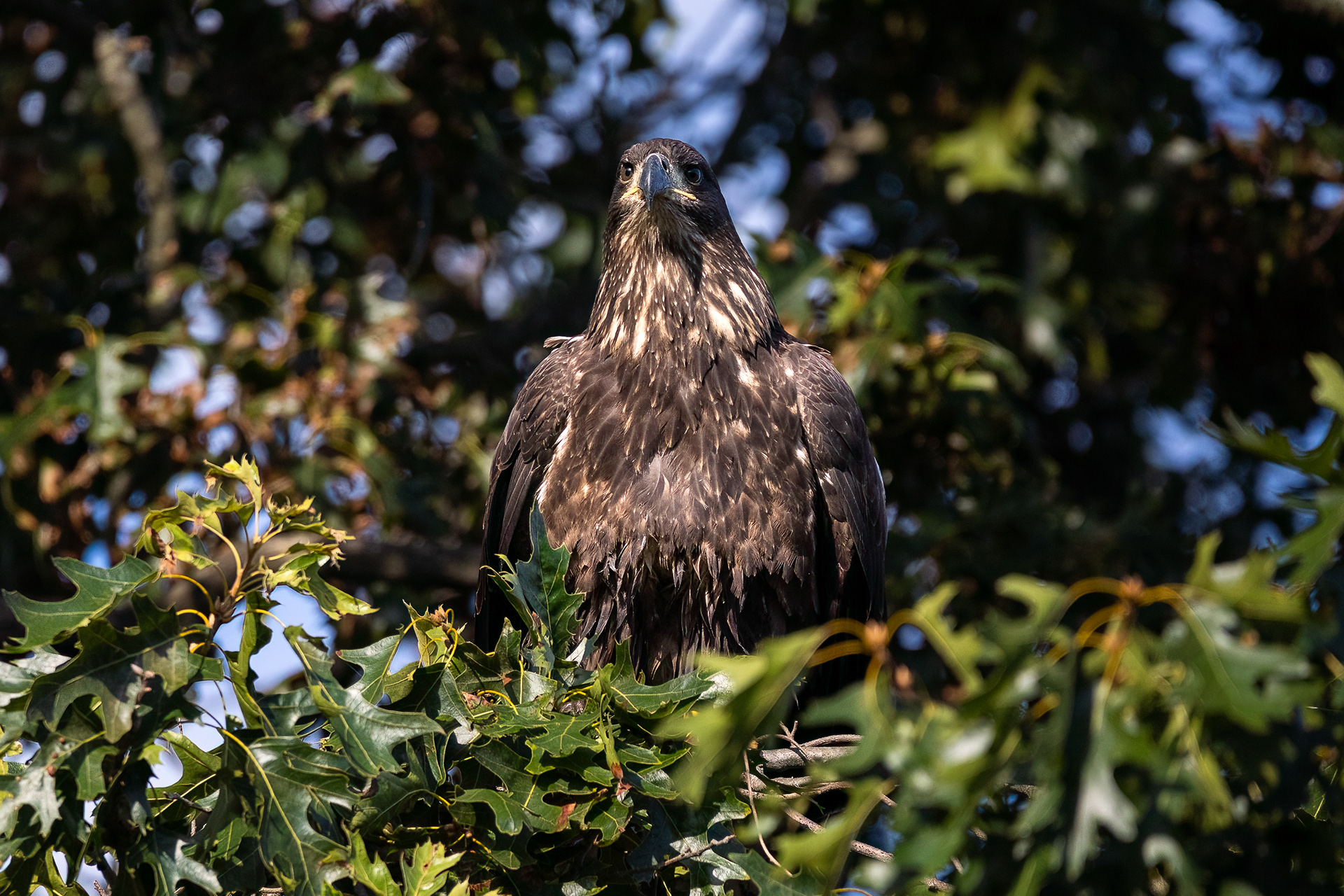 Juvenile Bald Eagle 7/31/22