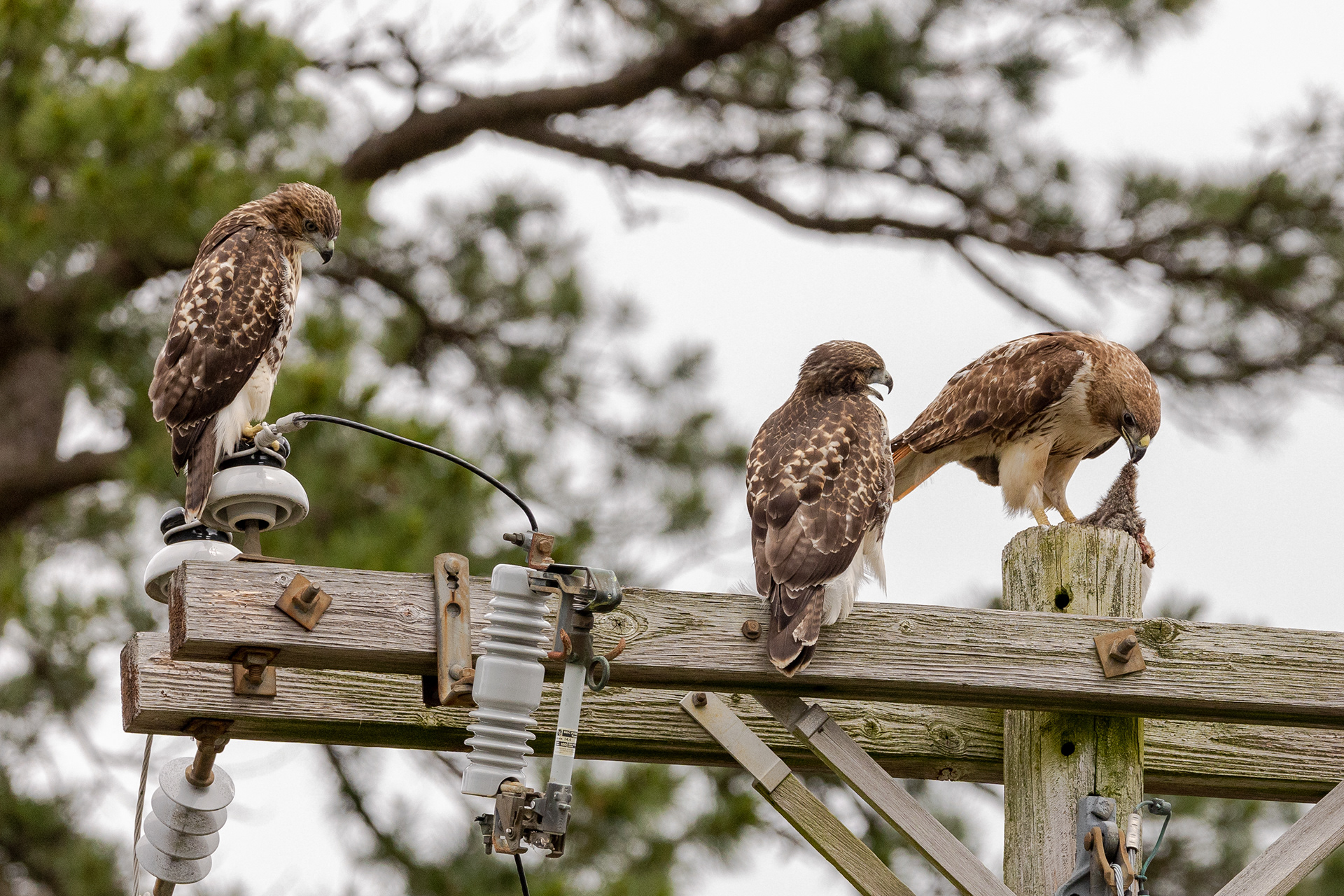 Red Tailed Hawks 6/24/22