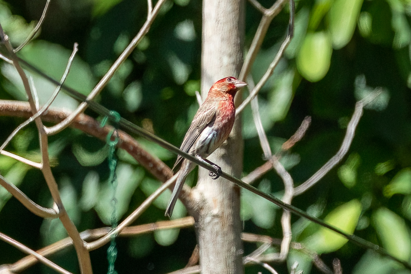 Red-headed Finch, 7/4/22