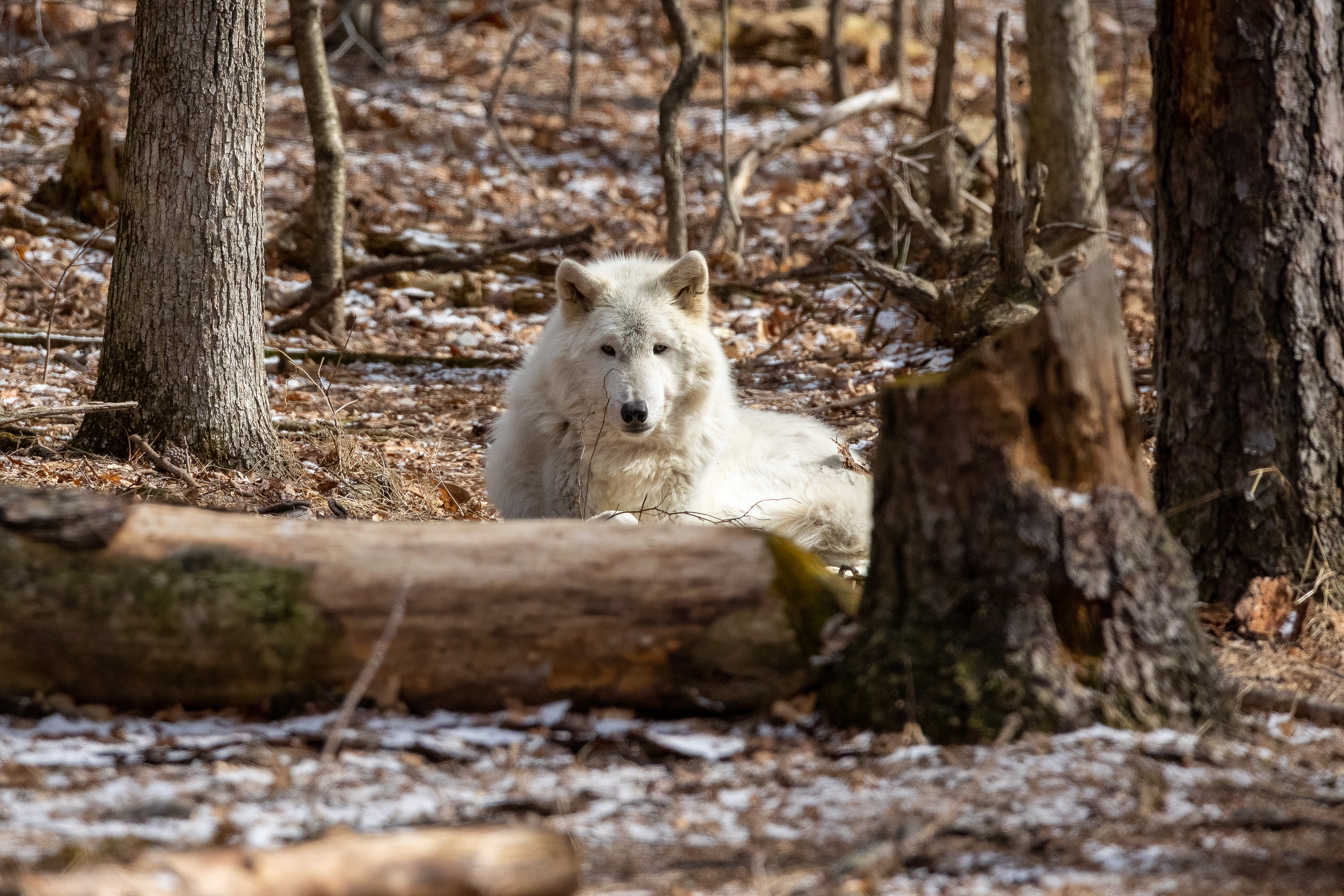 Lakota Wolf Preserve 3/28/22