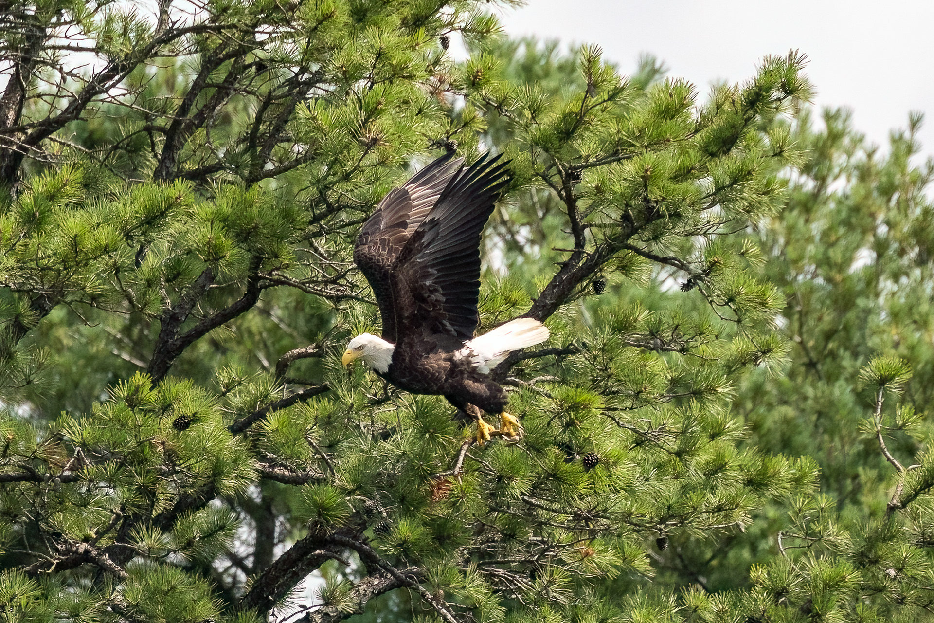 Bald Eagle 7/6/22