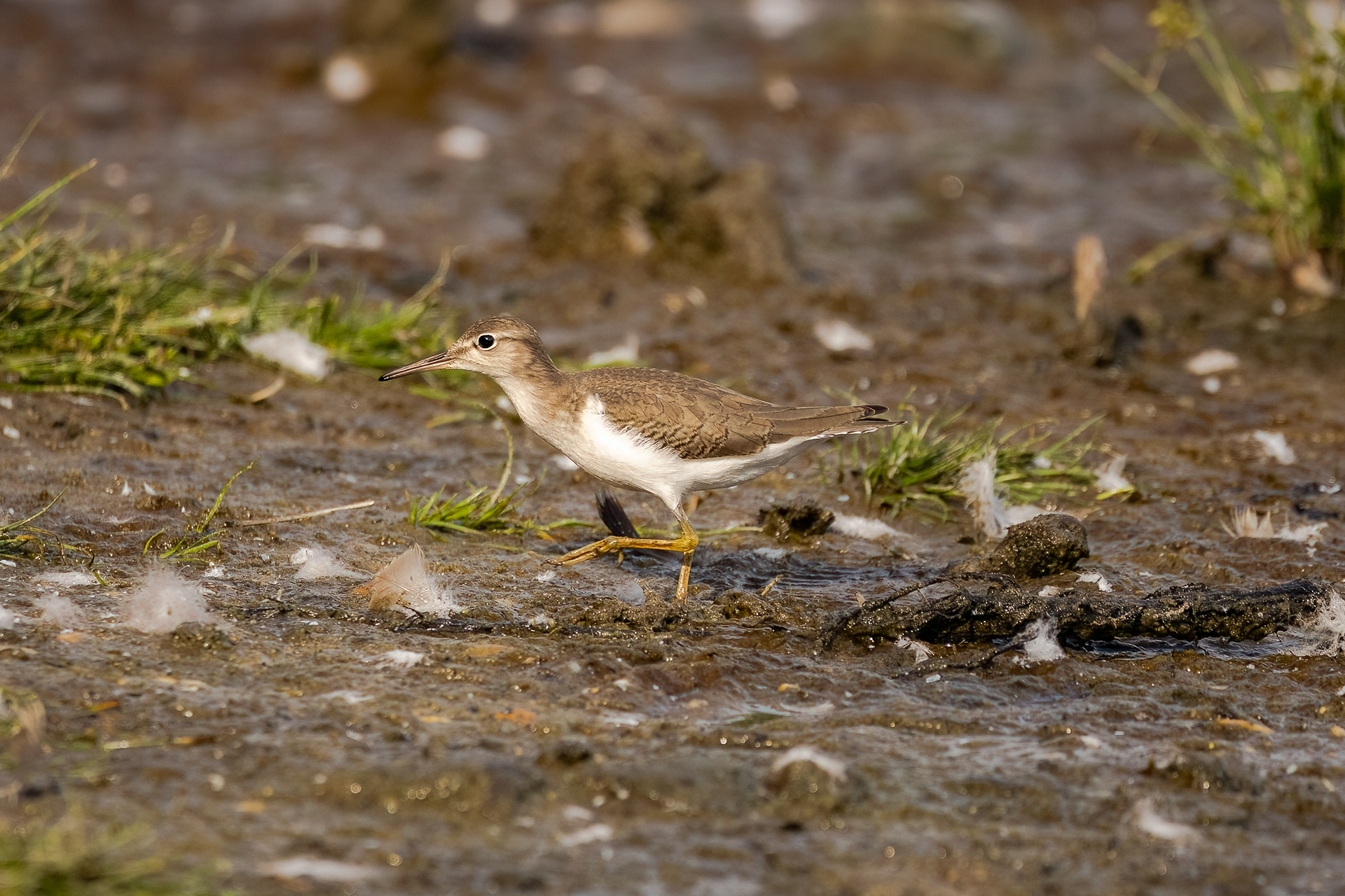 Sandpiper 9/3/22