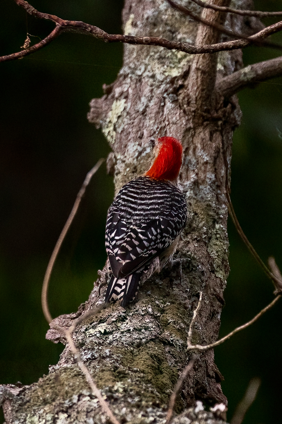 Red-bellied Wood Pecker 7/10/22