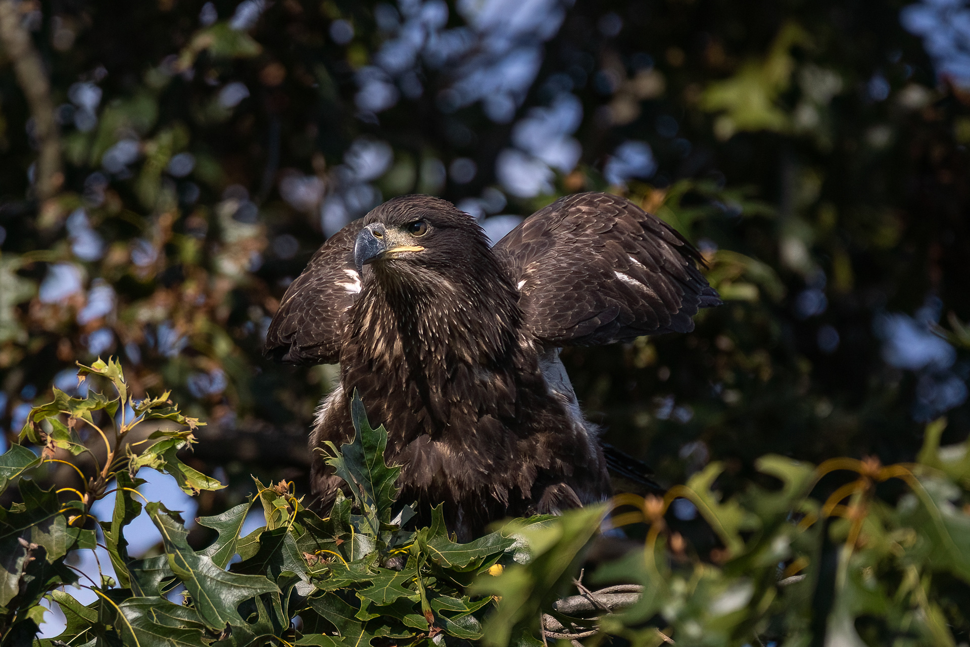 Juvenile Bald Eagle 7/31/22