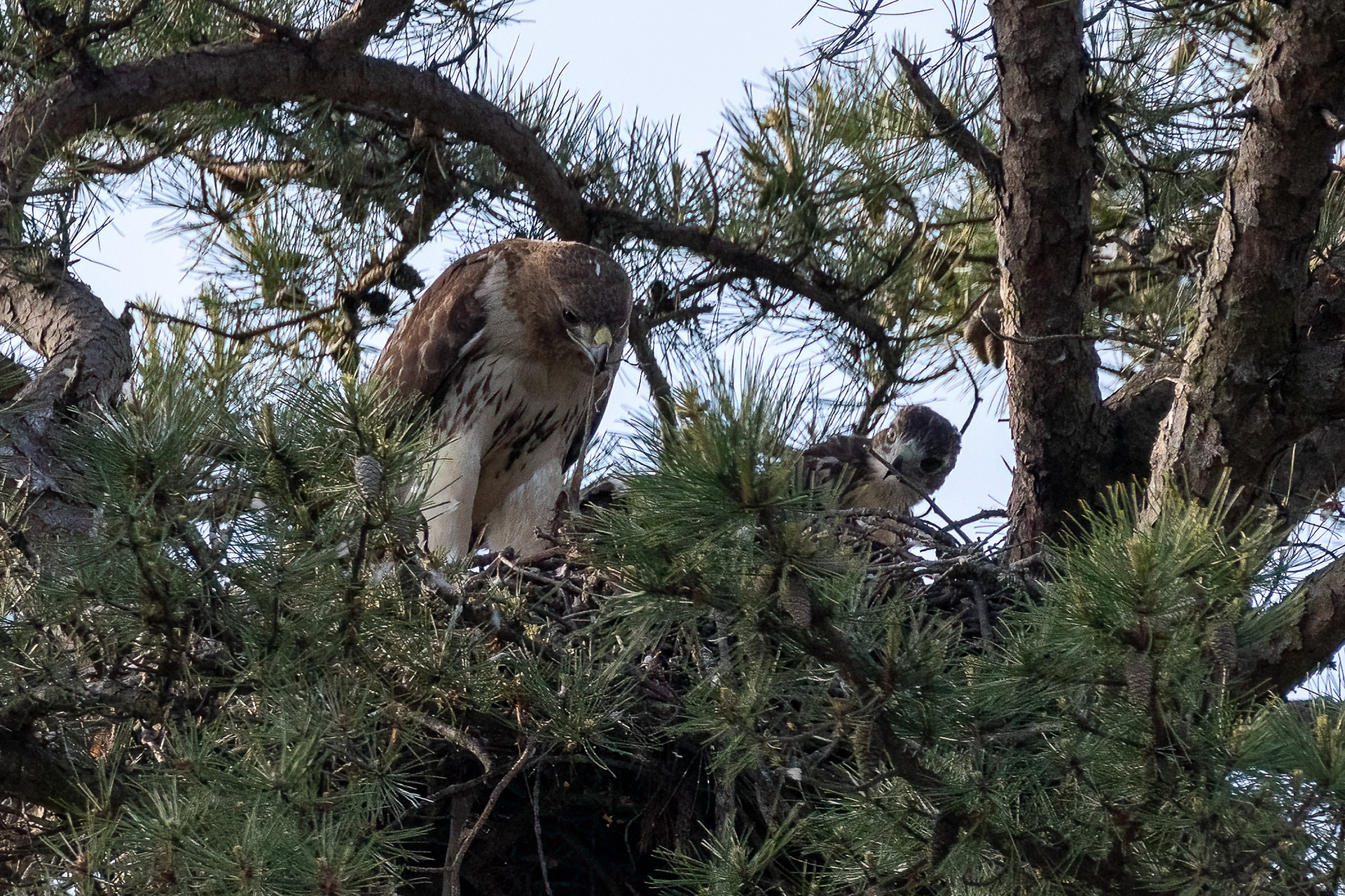 Adult &Juvenile Red Tailed Hawk, Ocean Co. NJ 6/13/22