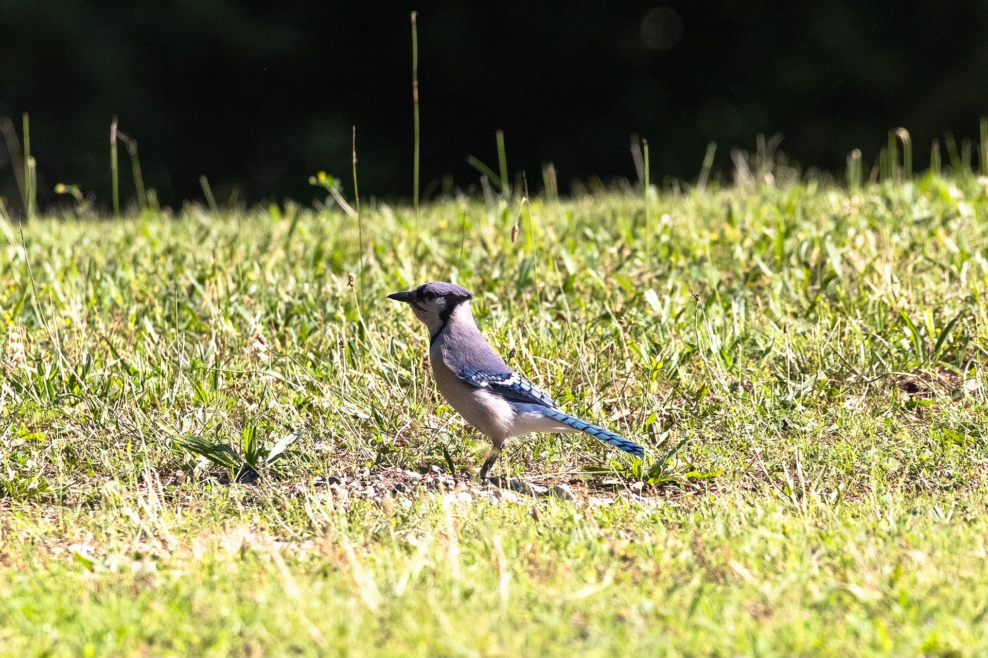 Blue Jay 6/17/22