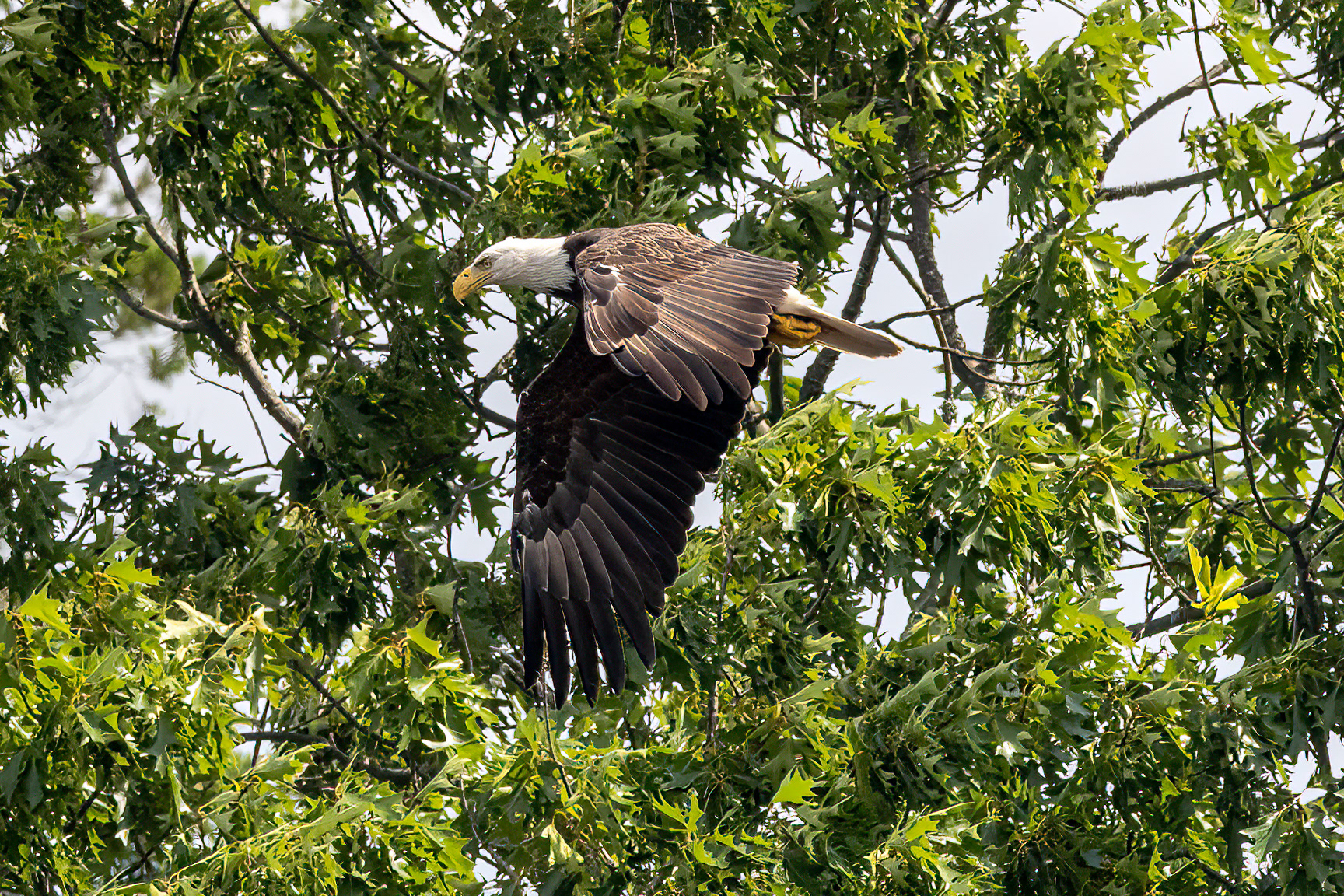 Bald Eagle 7/6/22