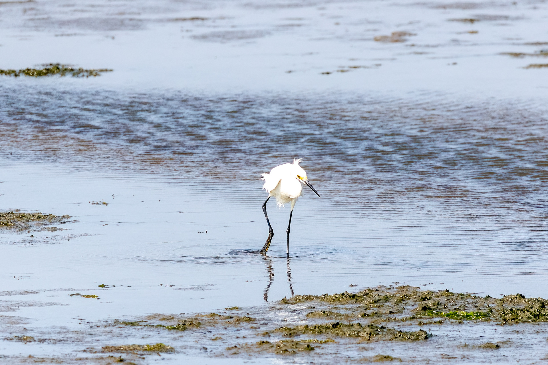 Snowy Egret 6/17/22