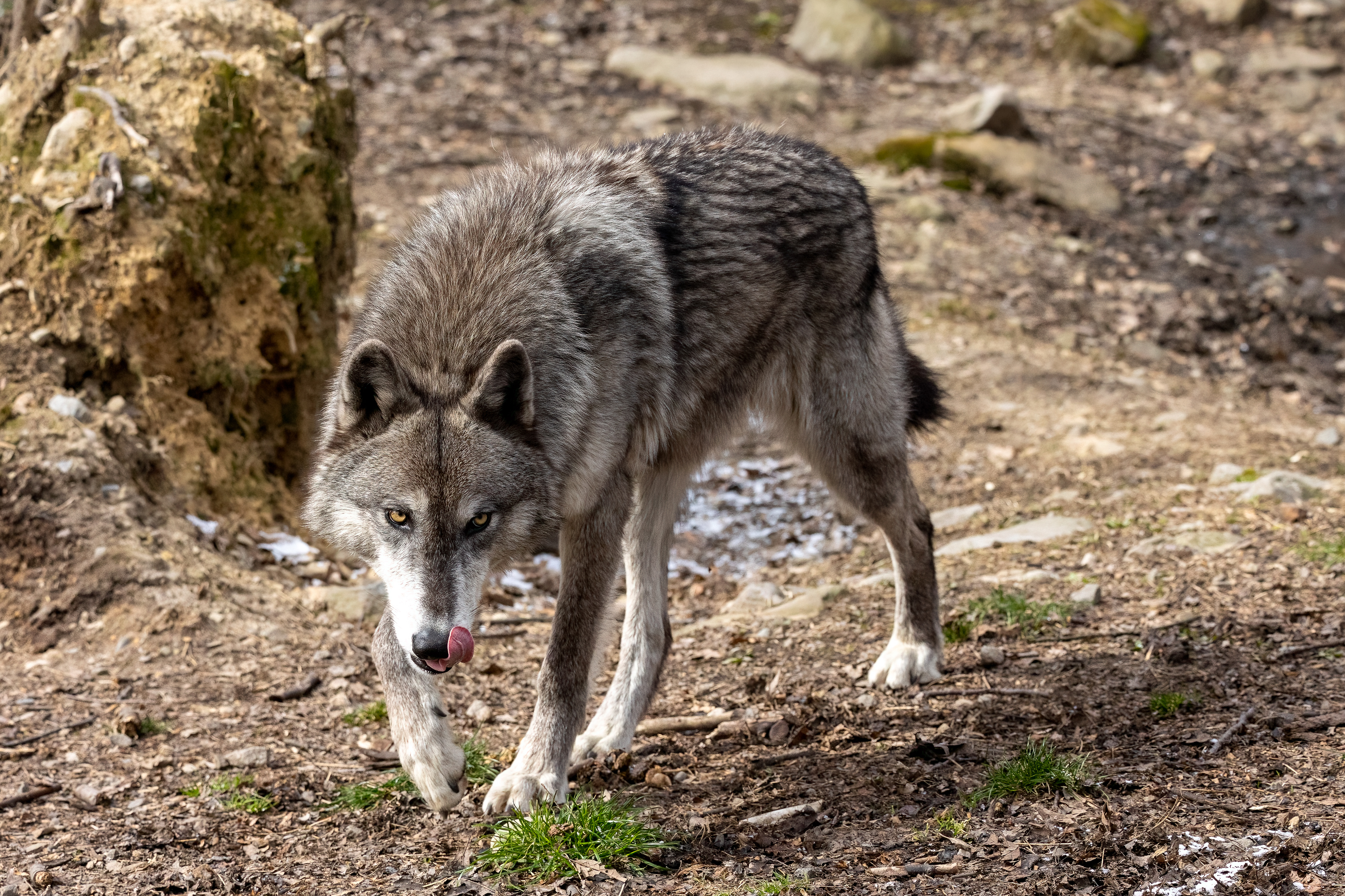 Lakota Wolf Preserve 3/28/22