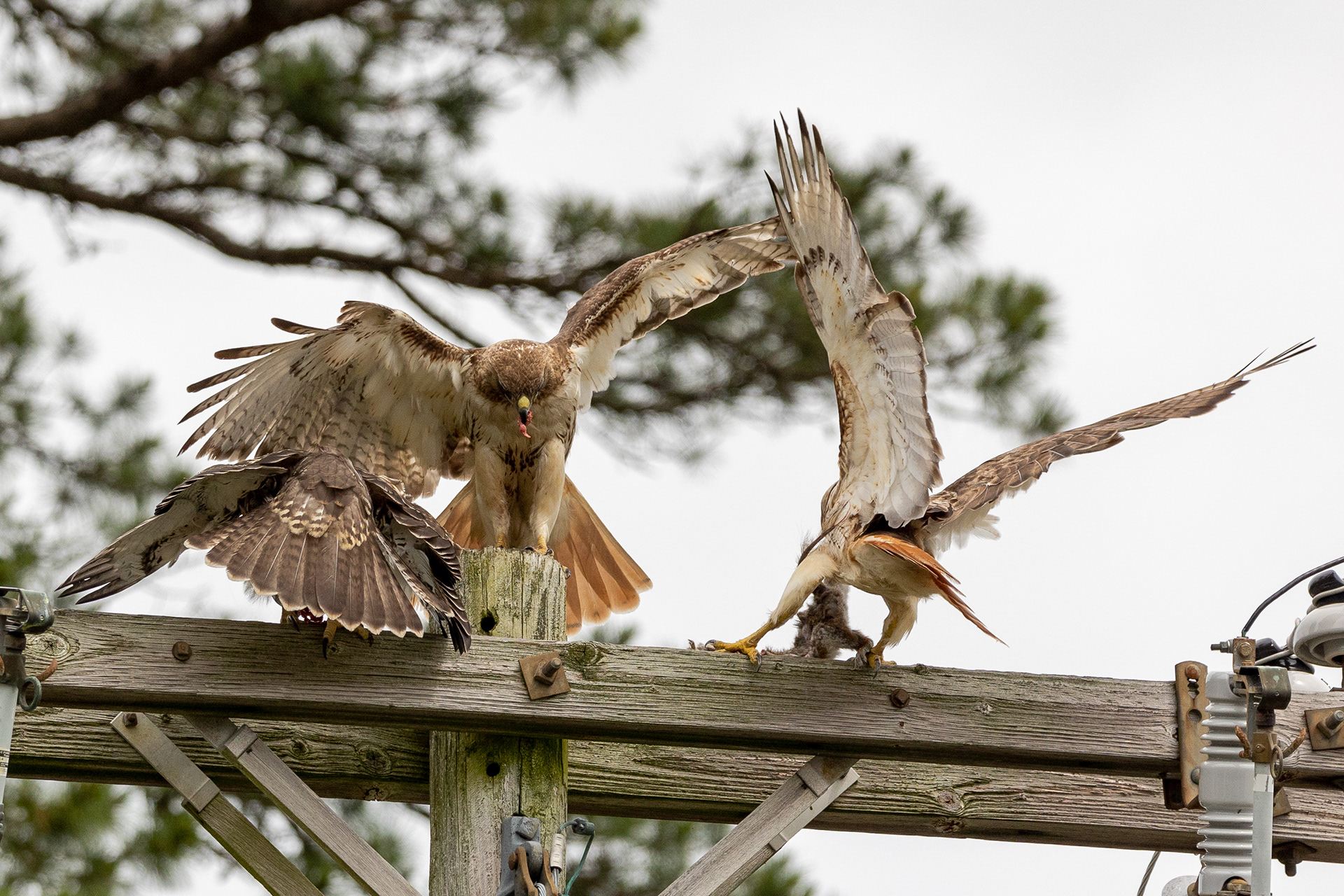 Red Tailed Hawks 6/24/22