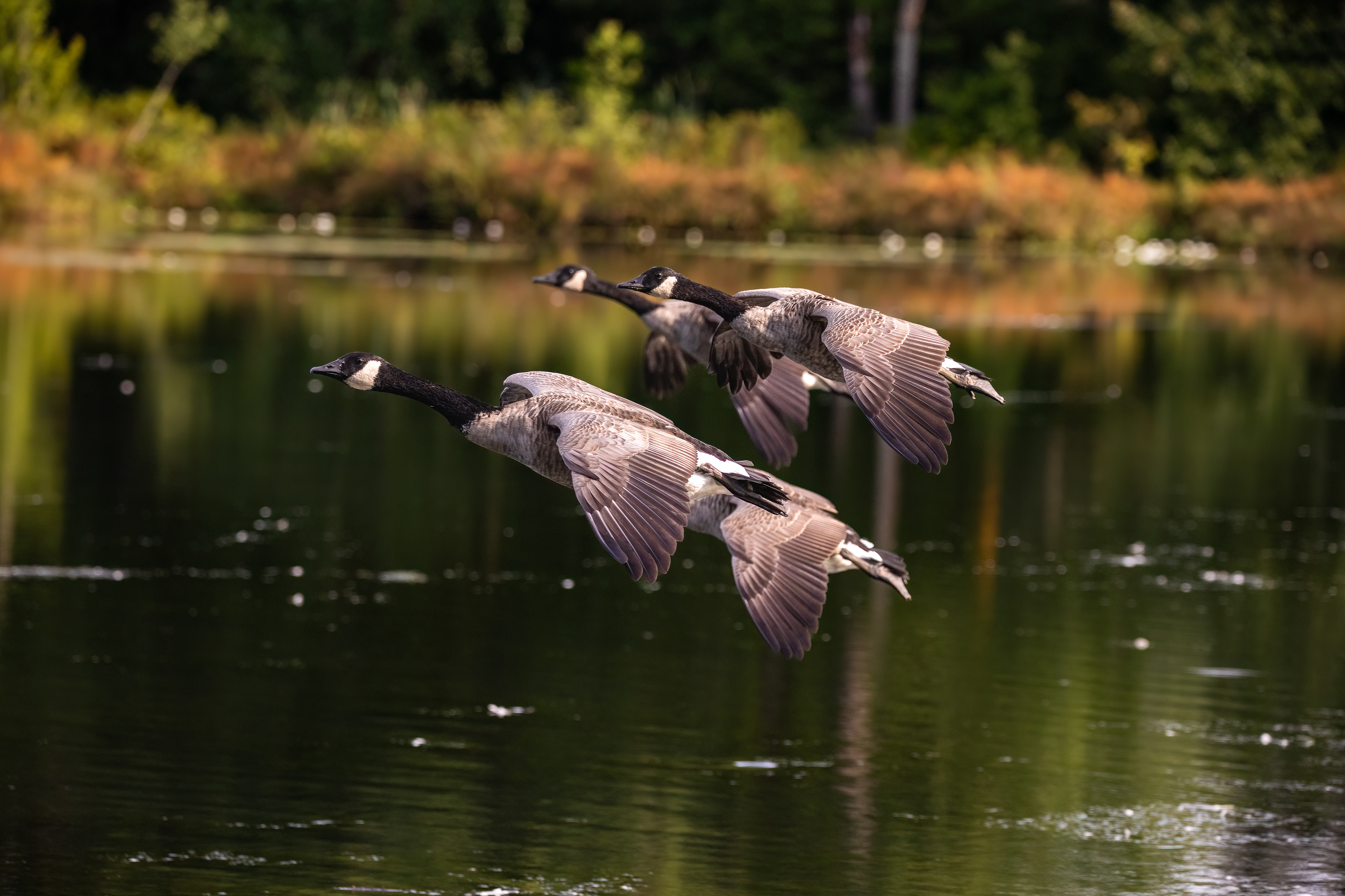 Canadian Geese 9/3/22