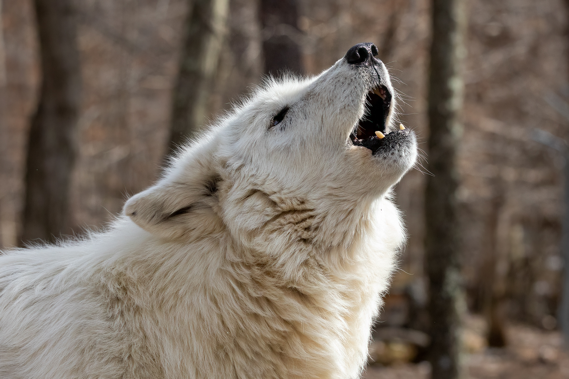 Lakota Wolf Preserve 3/28/22