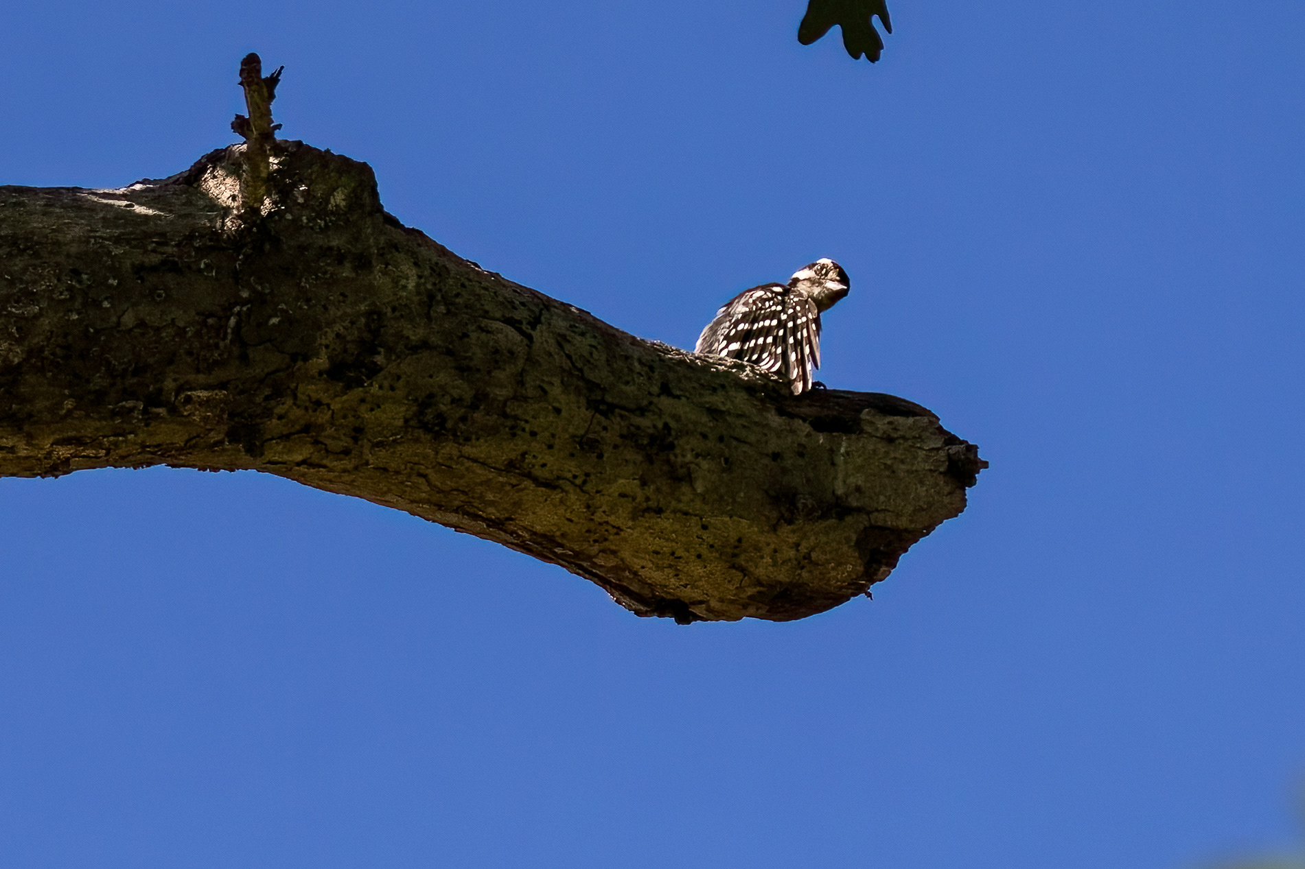 Downy Woodpecker 8/7/22
