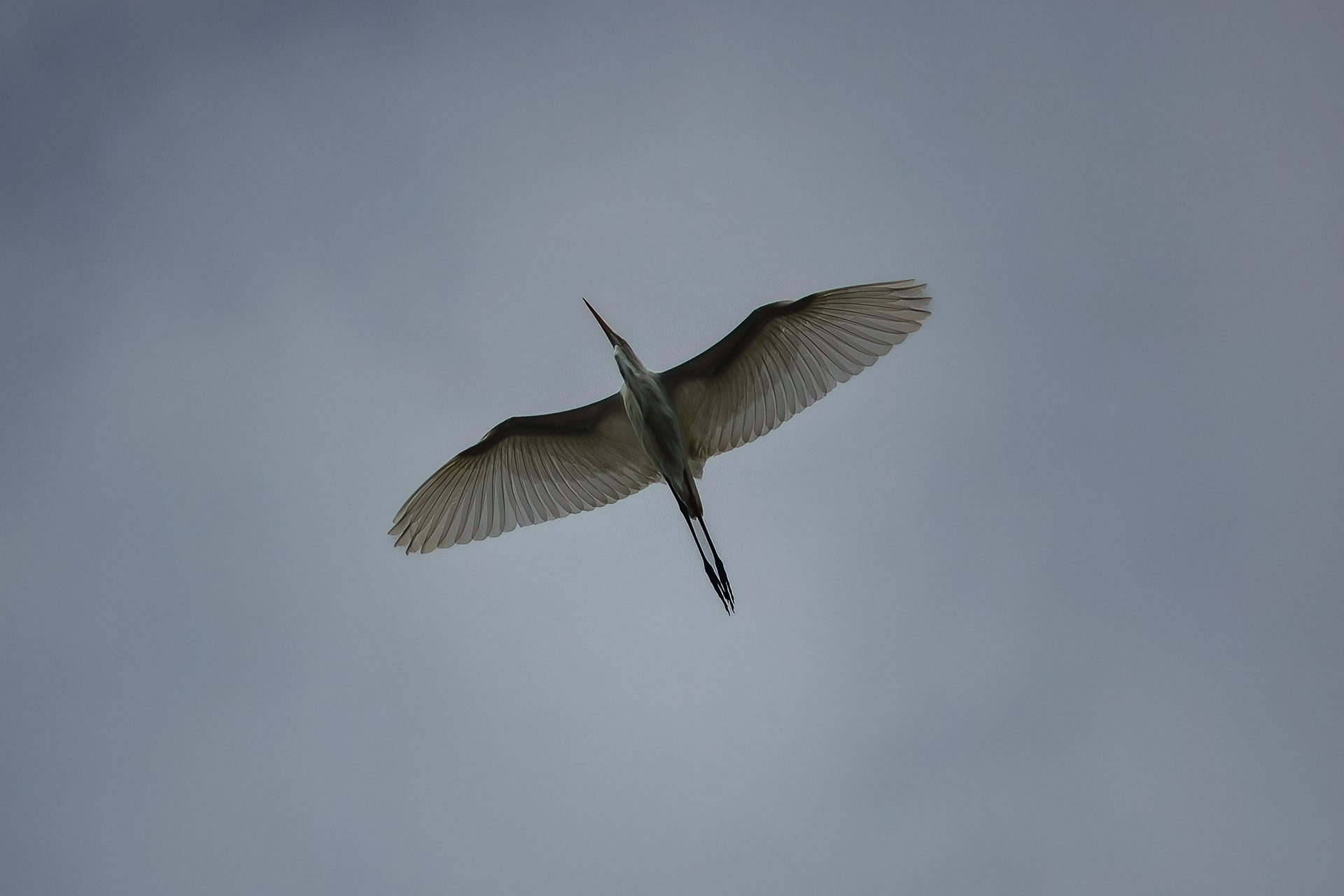 Great Blue Heron 7/31/22