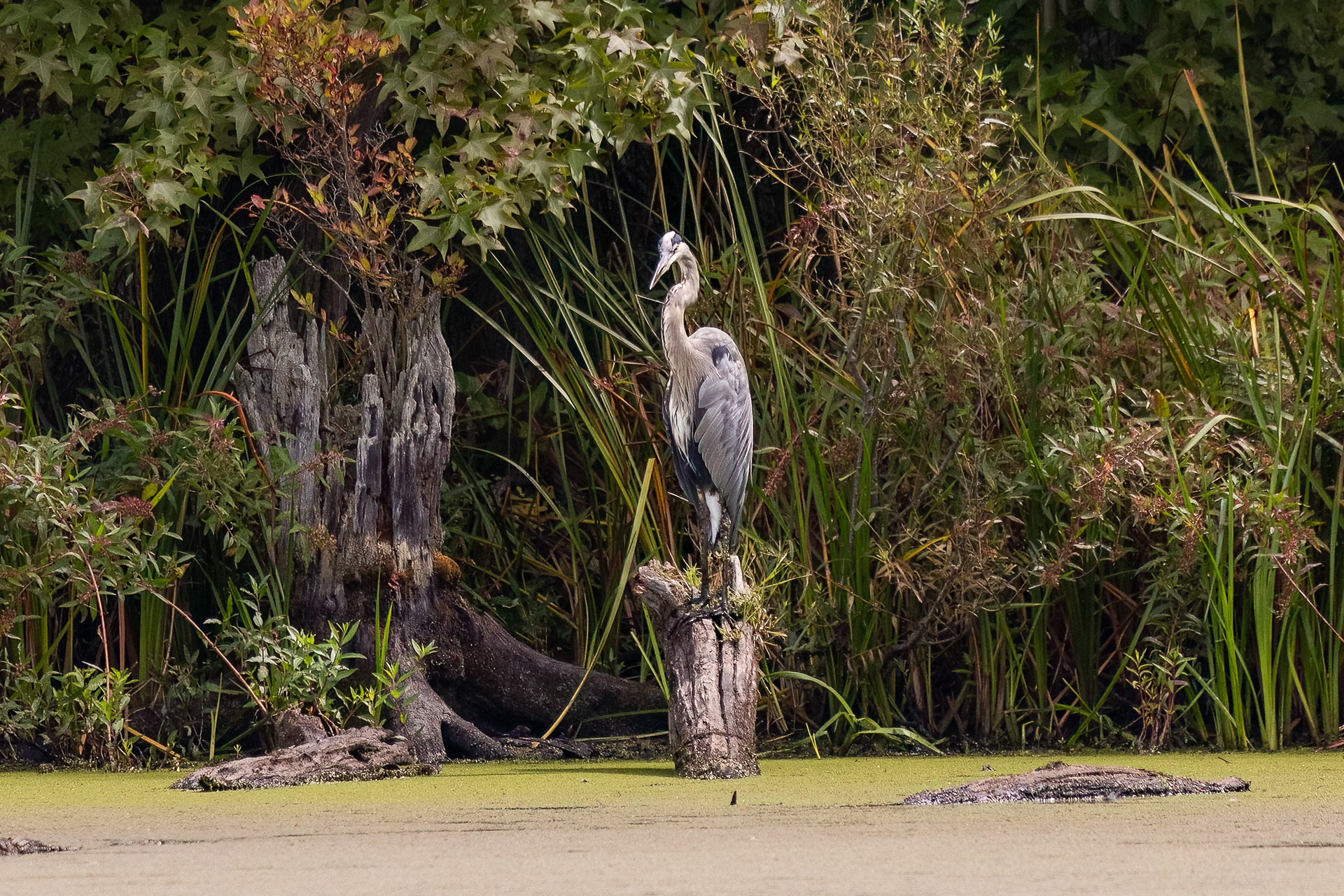 Great Blue Heron 9/13/22