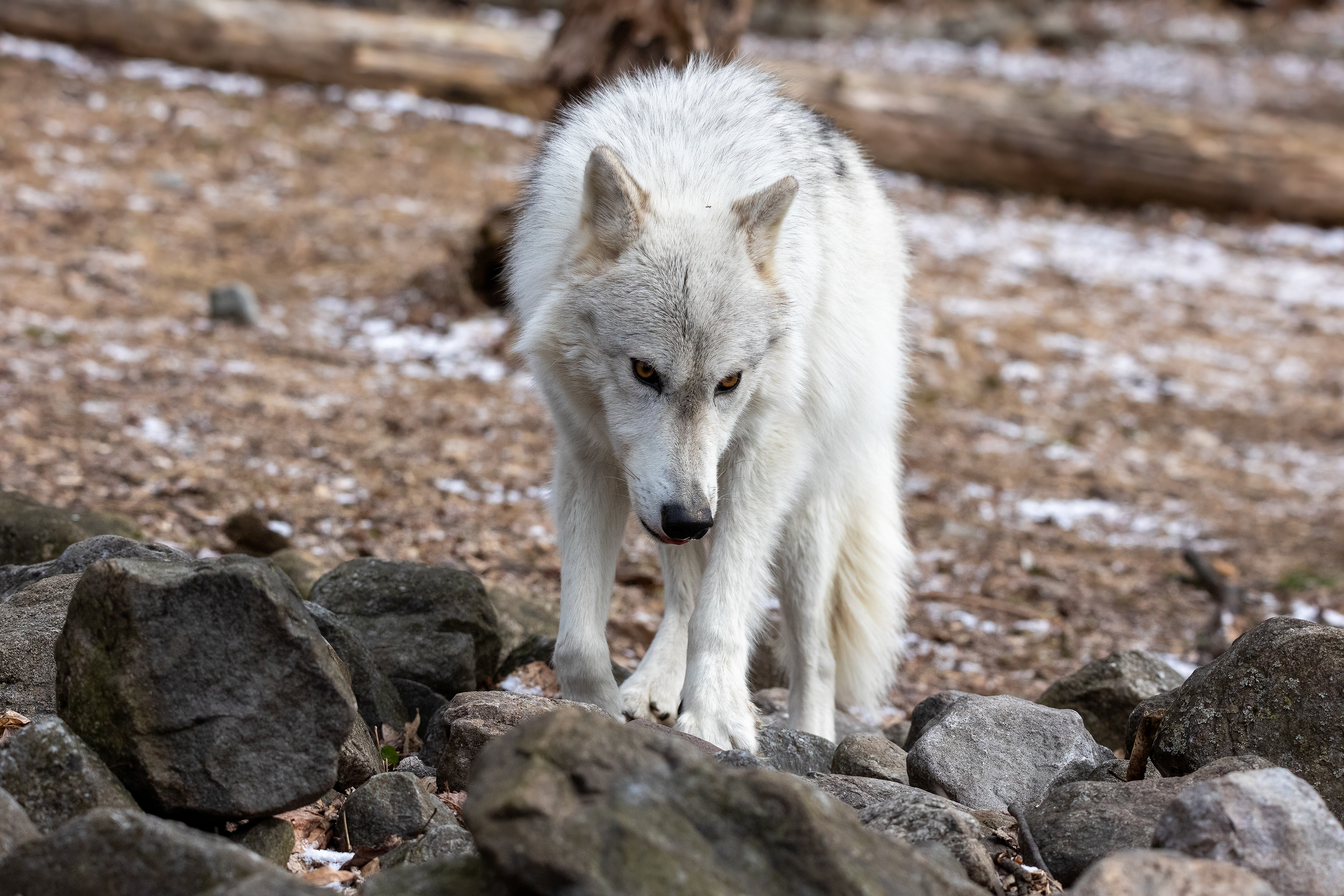 Lakota Wolf Preserve 3/28/22