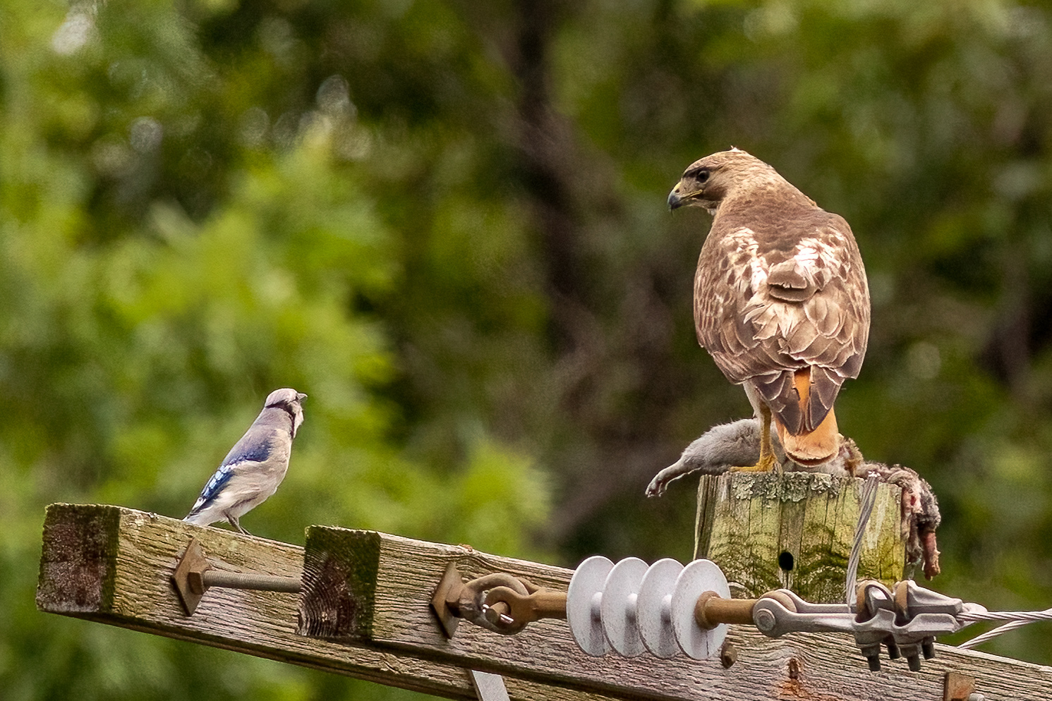 Red Tailed Hawks 6/24/22