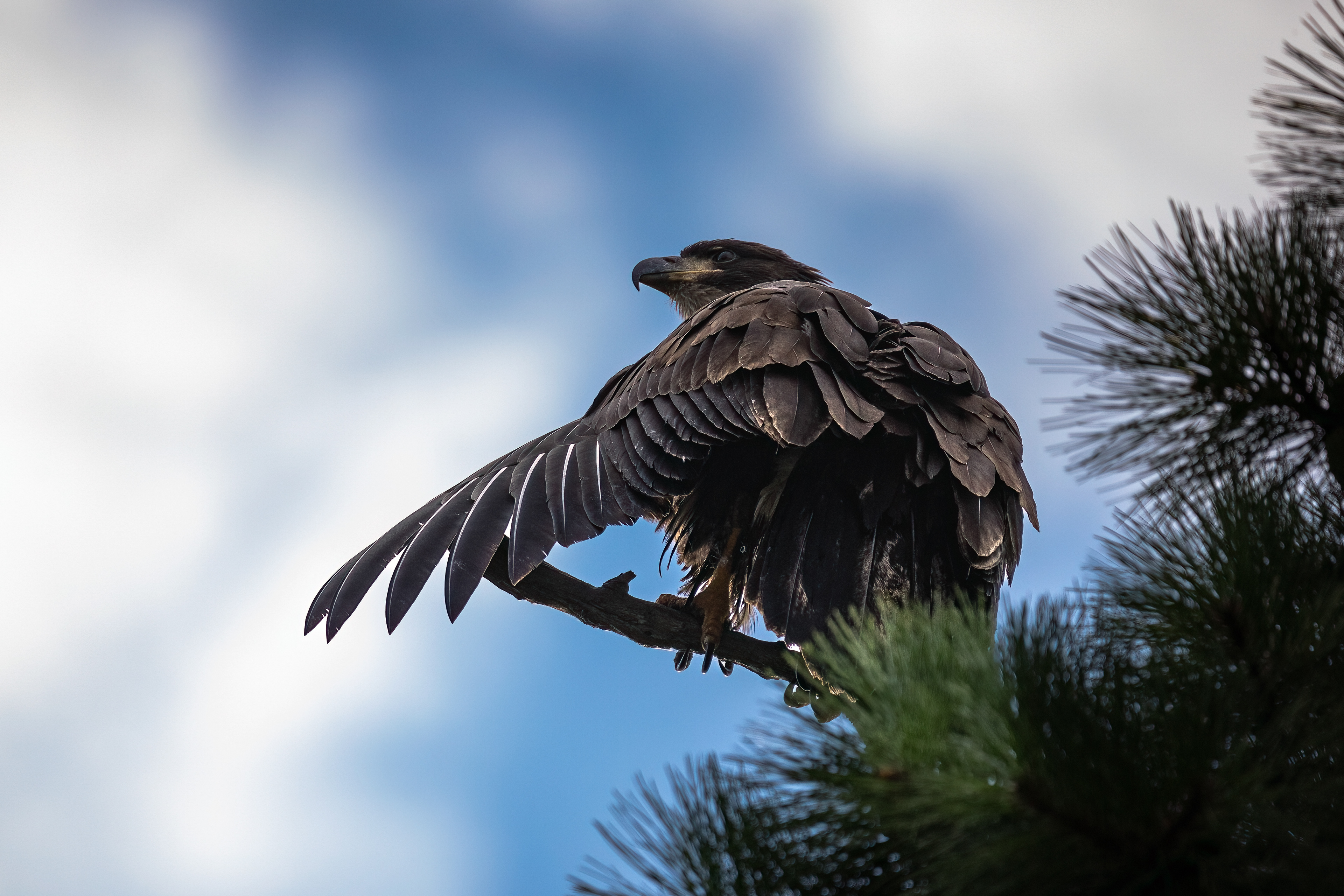 Juvenile Bald Eagle 7/31/22