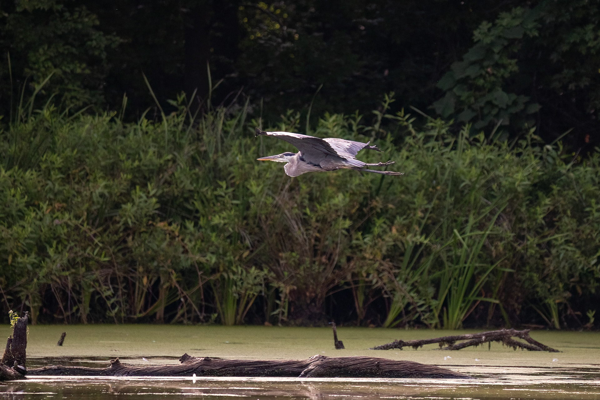 Great Blue Heron 7/31/22