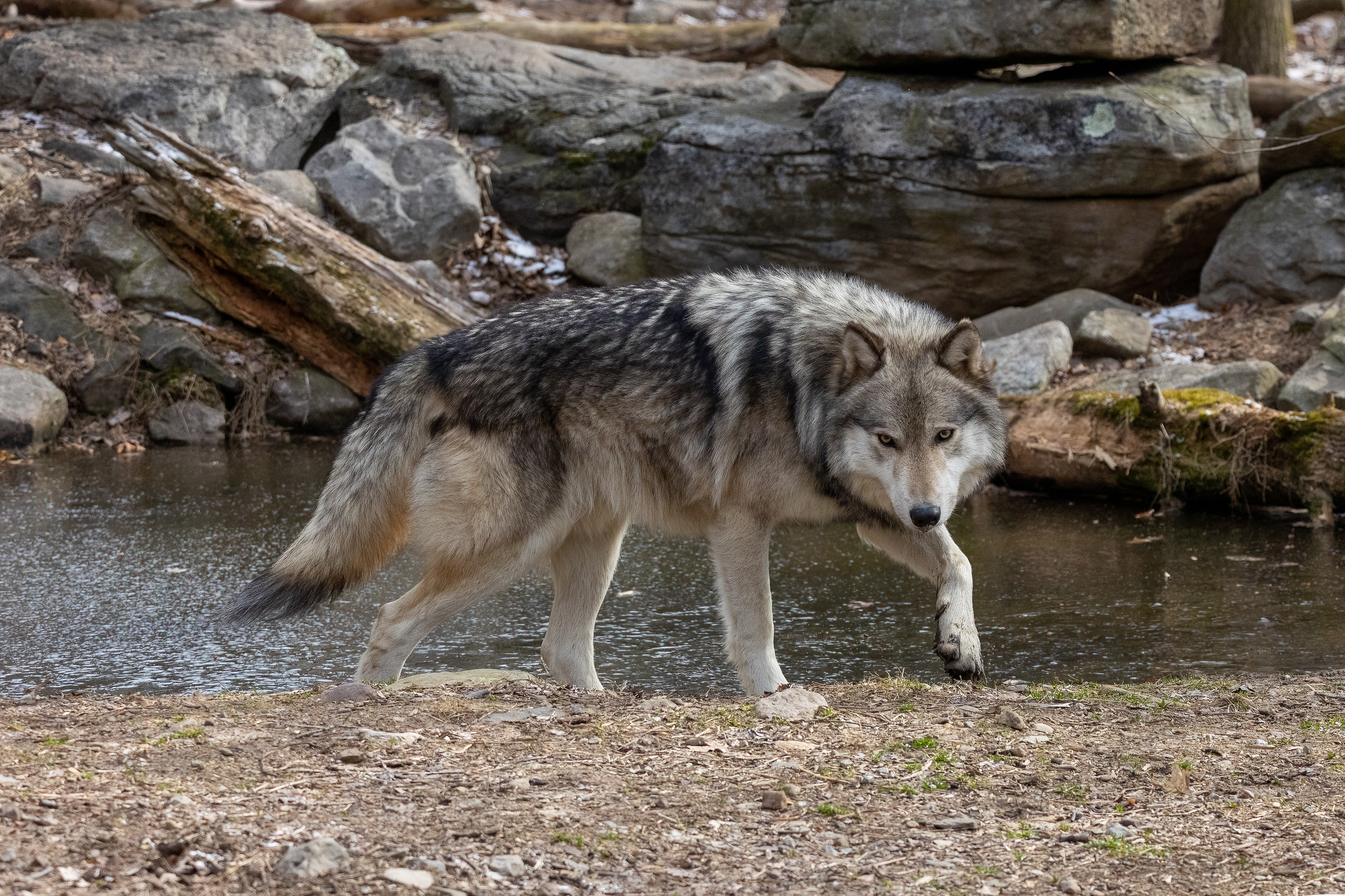Lakota Wolf Preserve 3/28/22