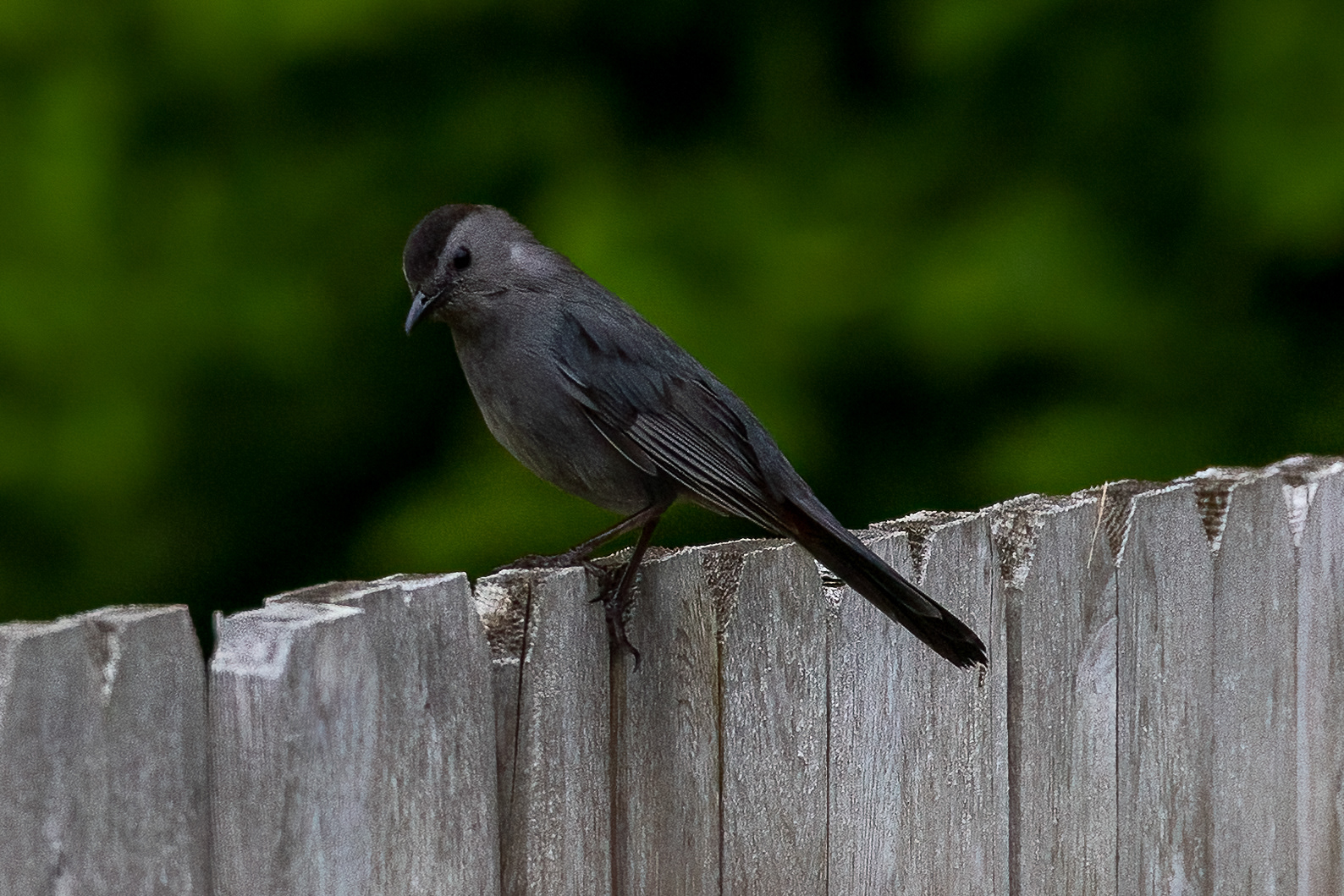 Catbird 6/12/22