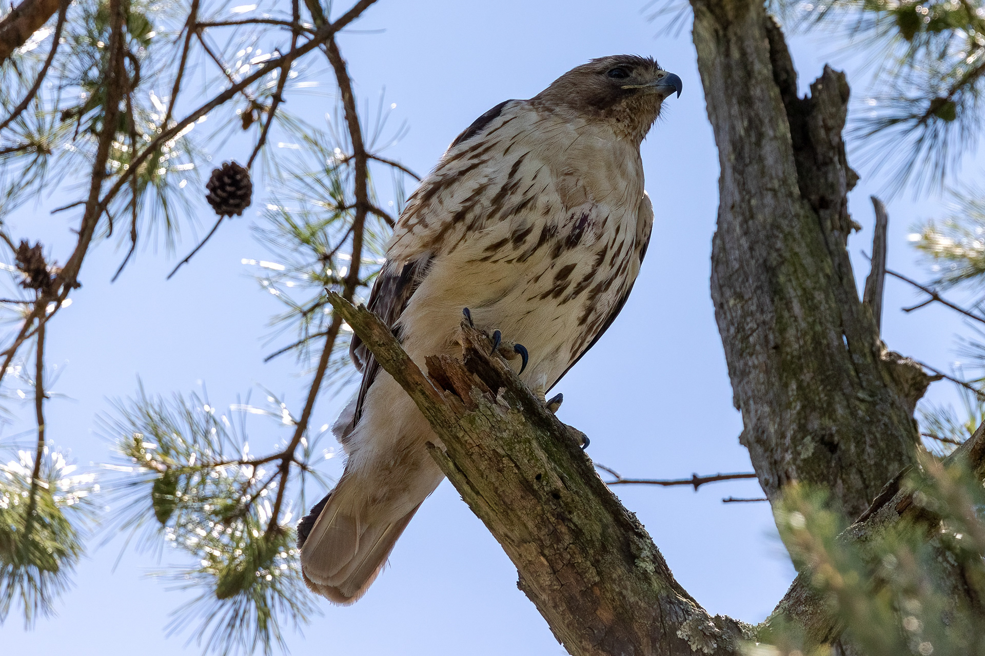 Red Tailed Hawk 6/19/22