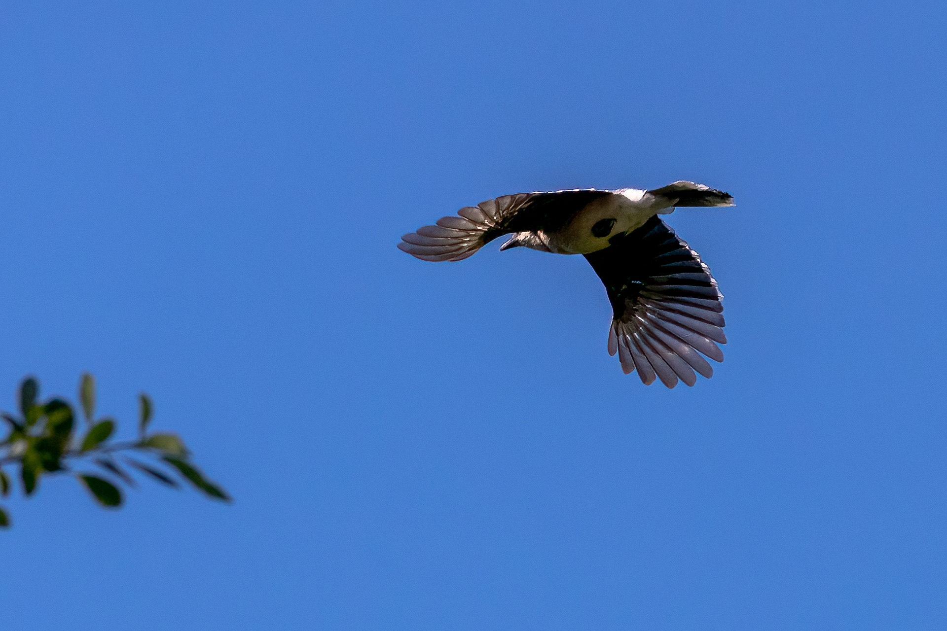 Northern Mockingbird 6/14/22