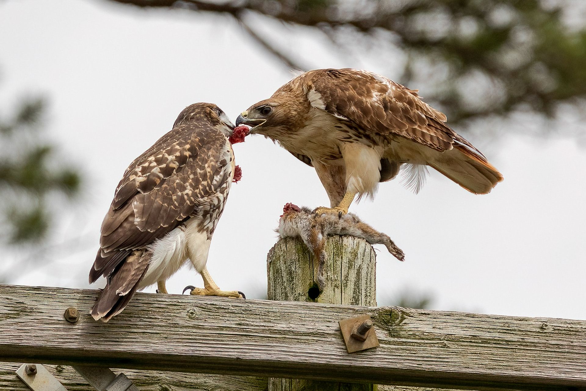 Red Tailed Hawks 6/24/22