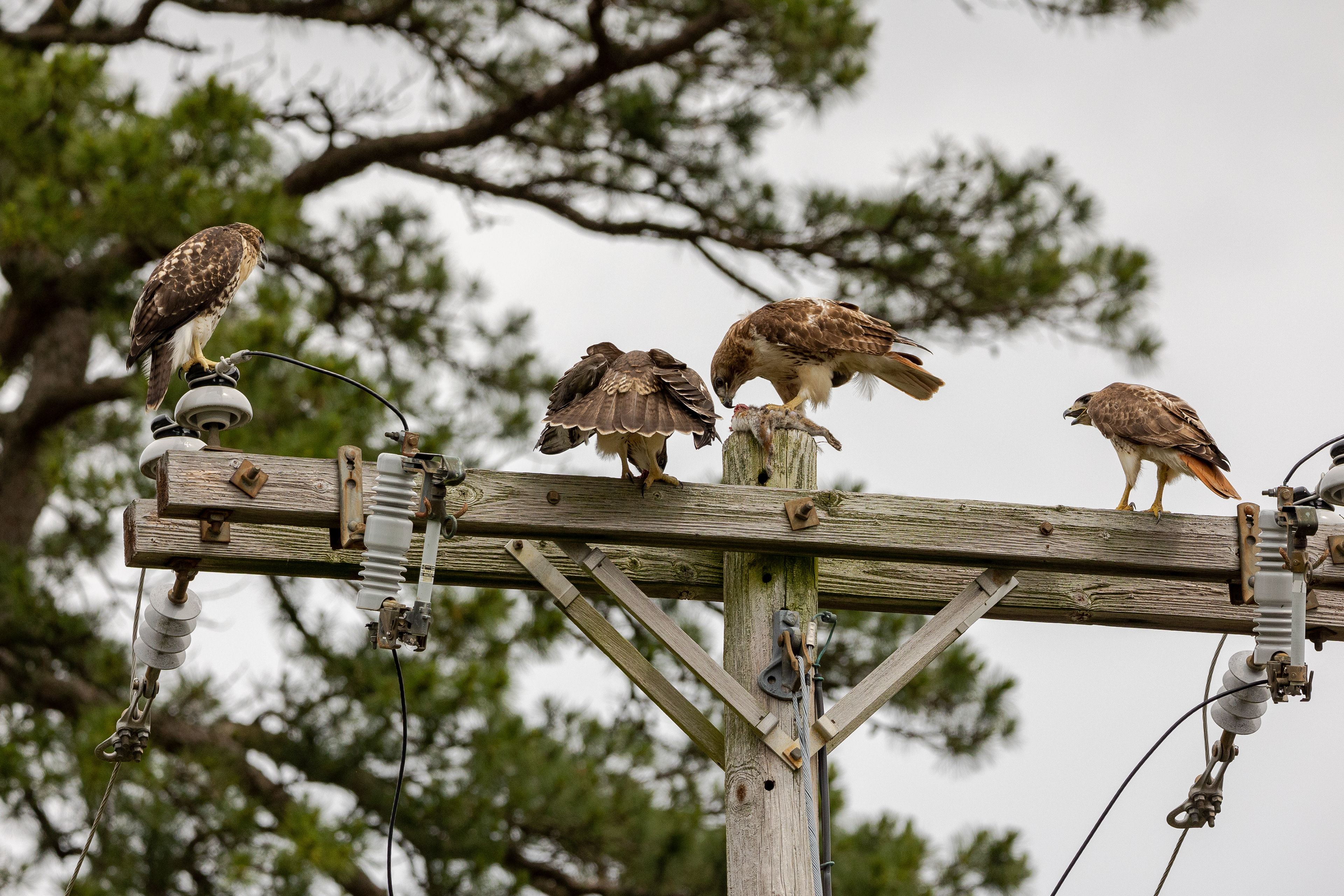 Red Tailed Hawks 6/24/22