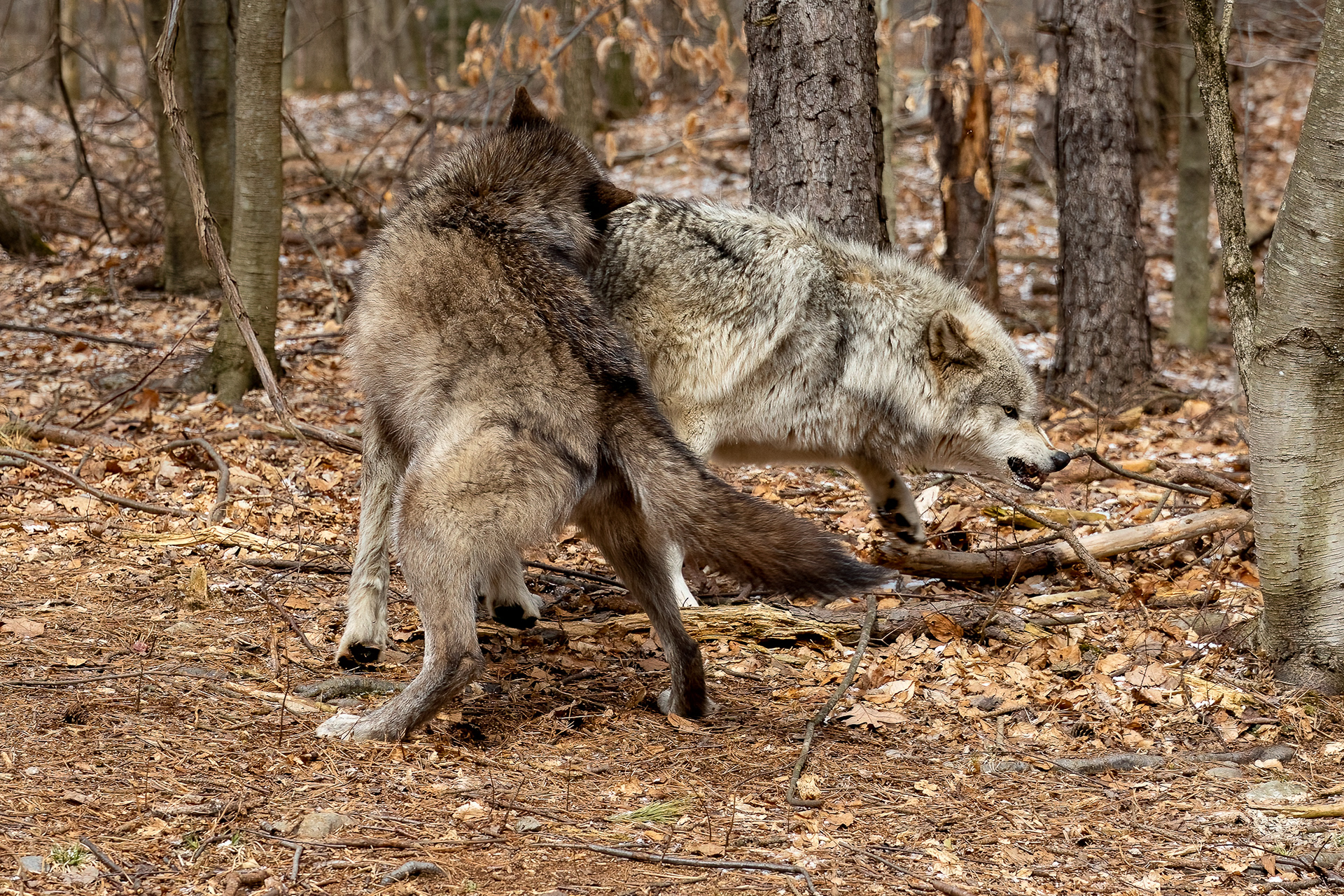 Lakota Wolf Preserve 3/28/22