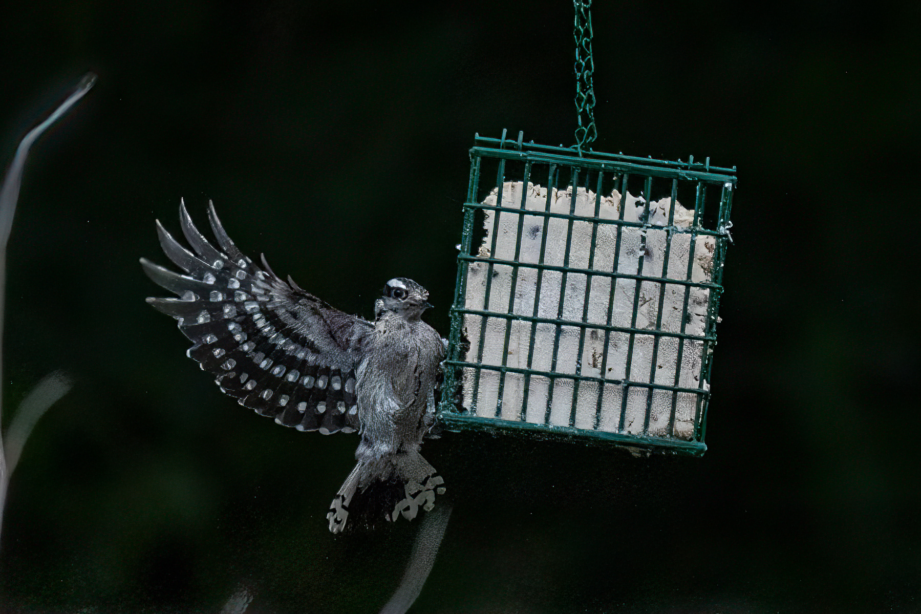 Downy Woodpecker 7/12/22
