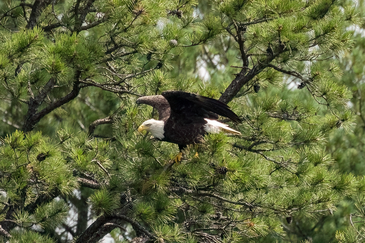 Bald Eagle 7/6/22