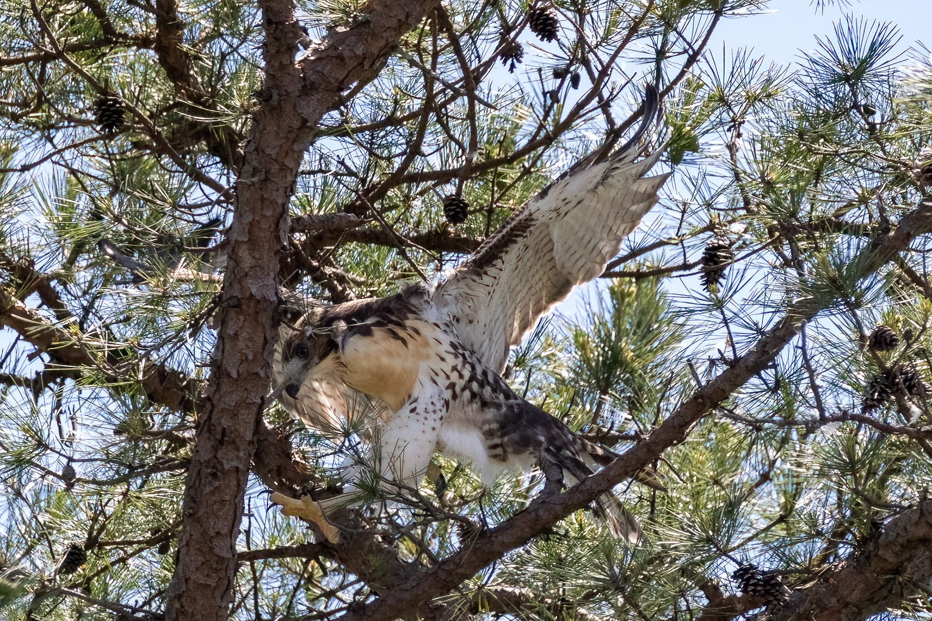 Juvenile Red Tailed Hawk 6/19/22