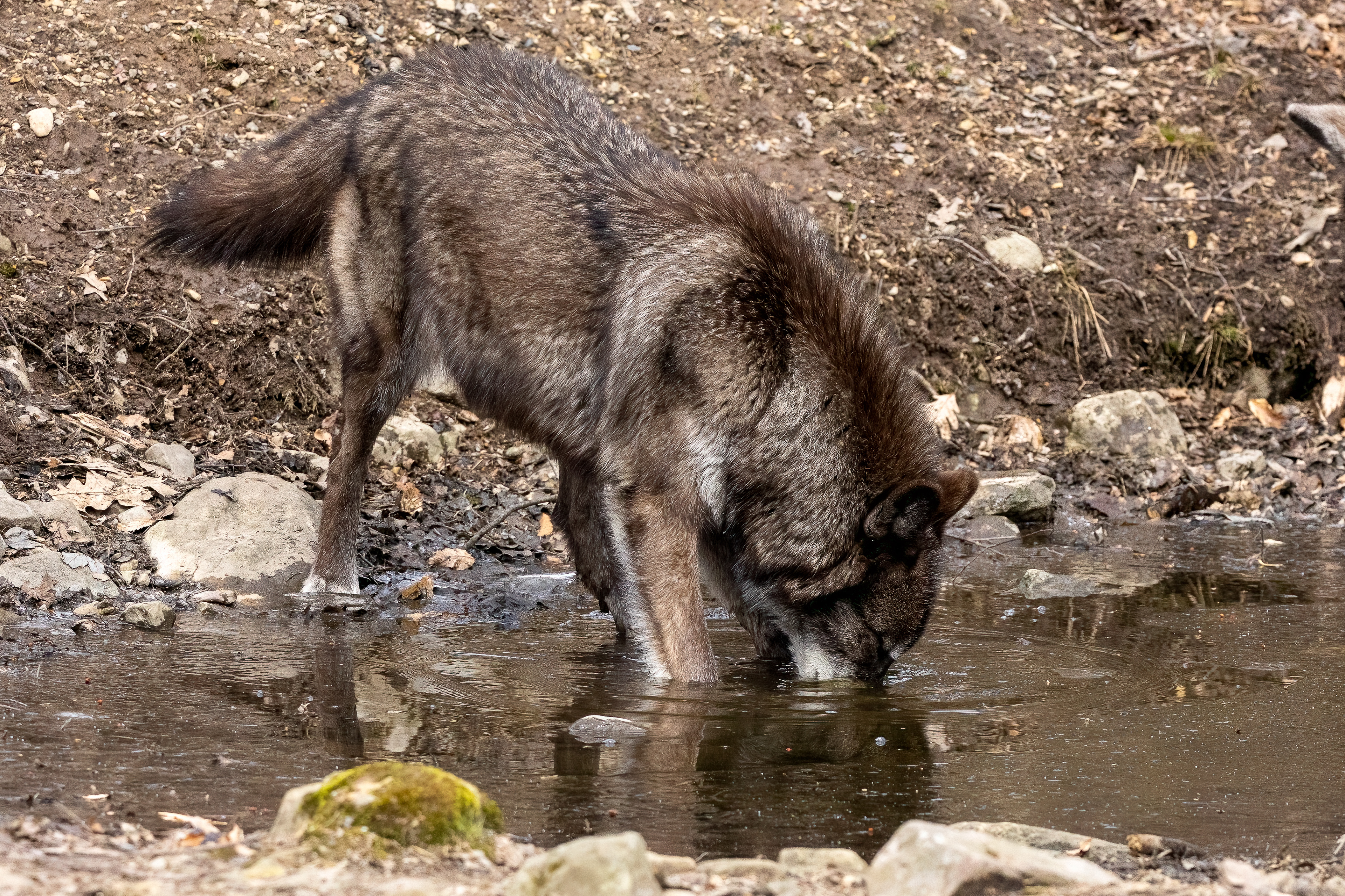 Lakota Wolf Preserve 3/28/22