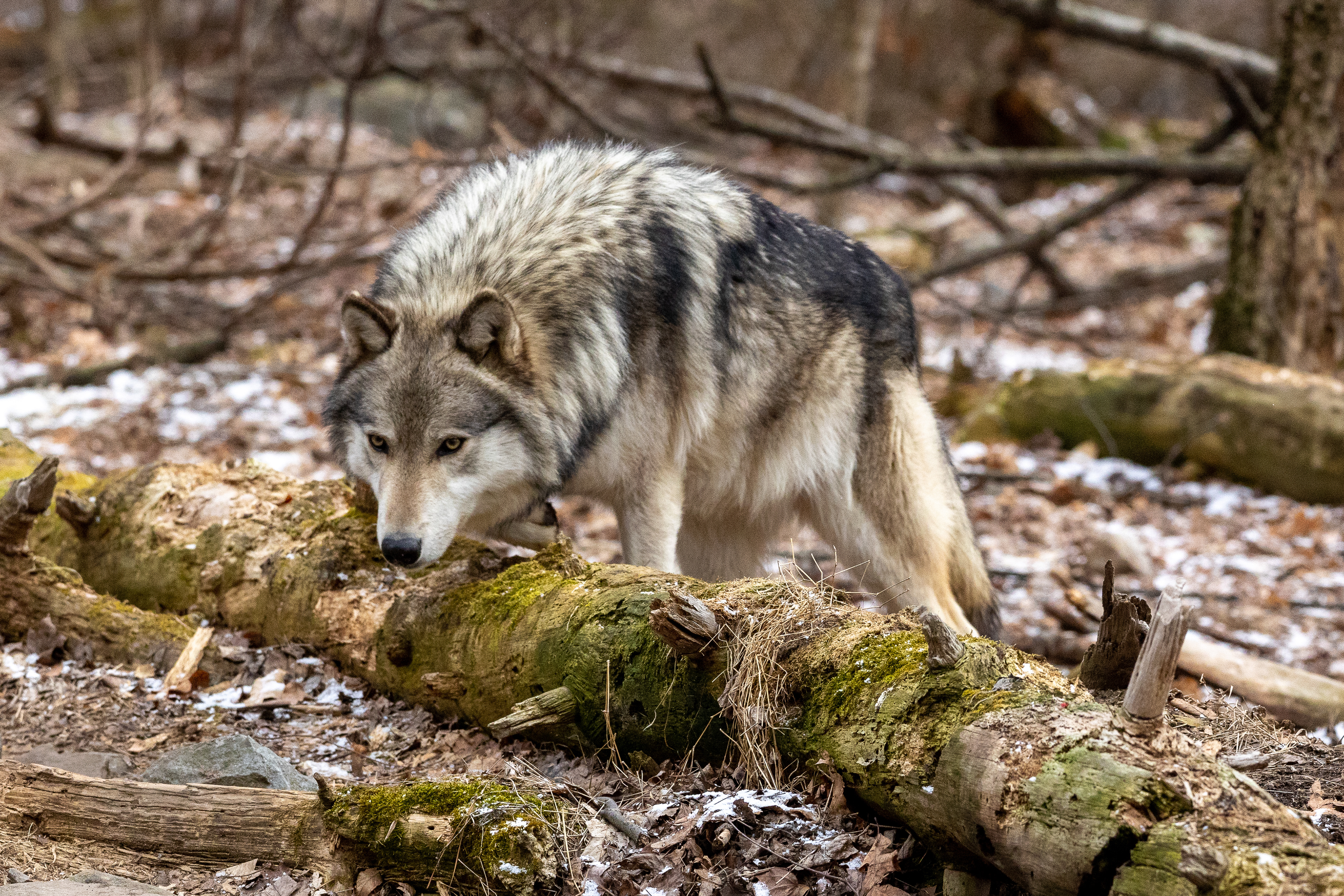 Lakota Wolf Preserve 3/28/22