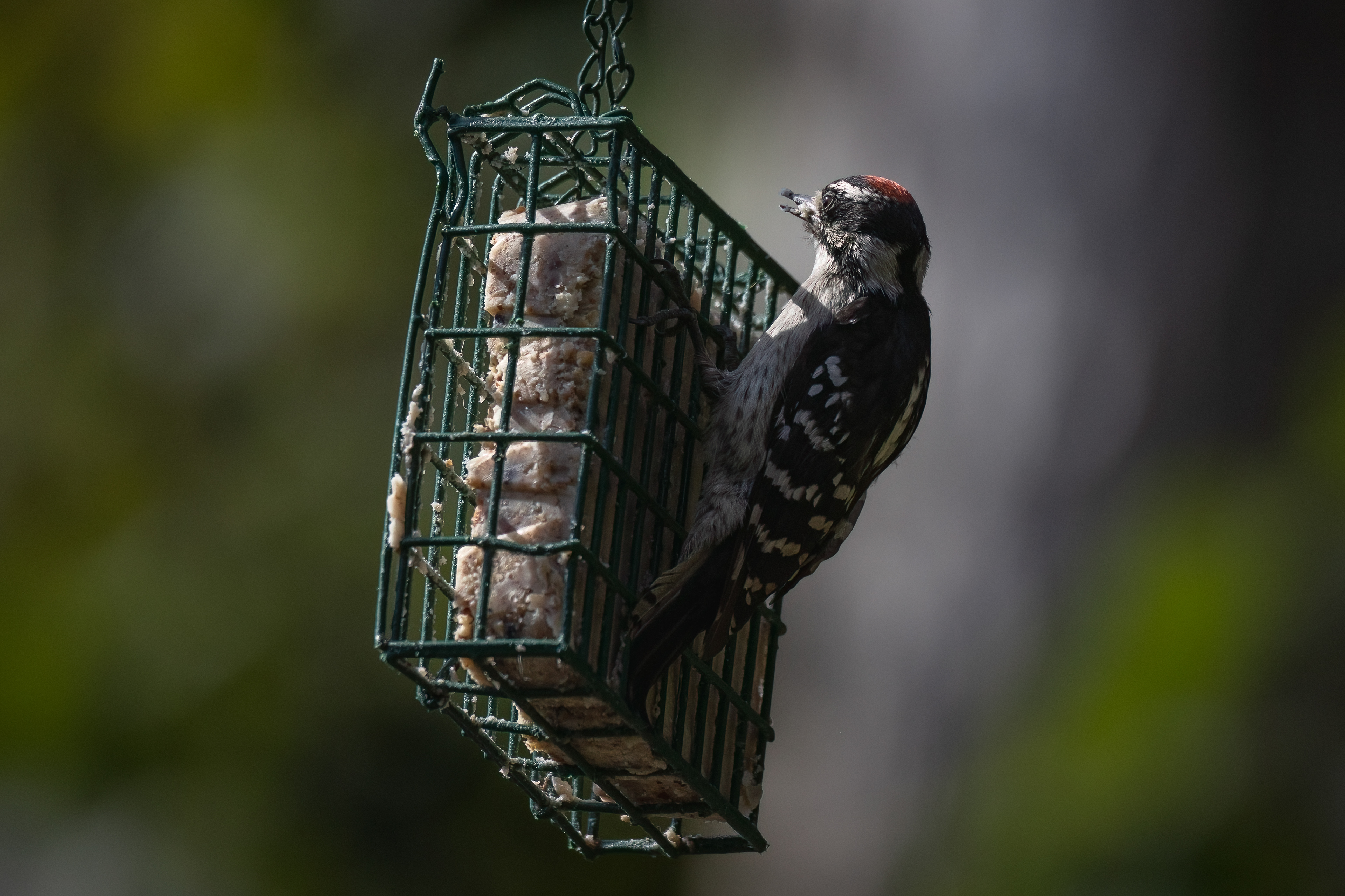 Downy Woodpecker 8/17/22