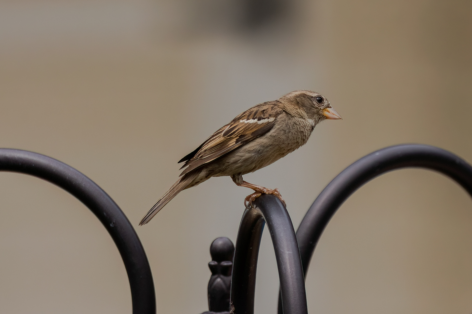 Old World Sparrow 7/10022