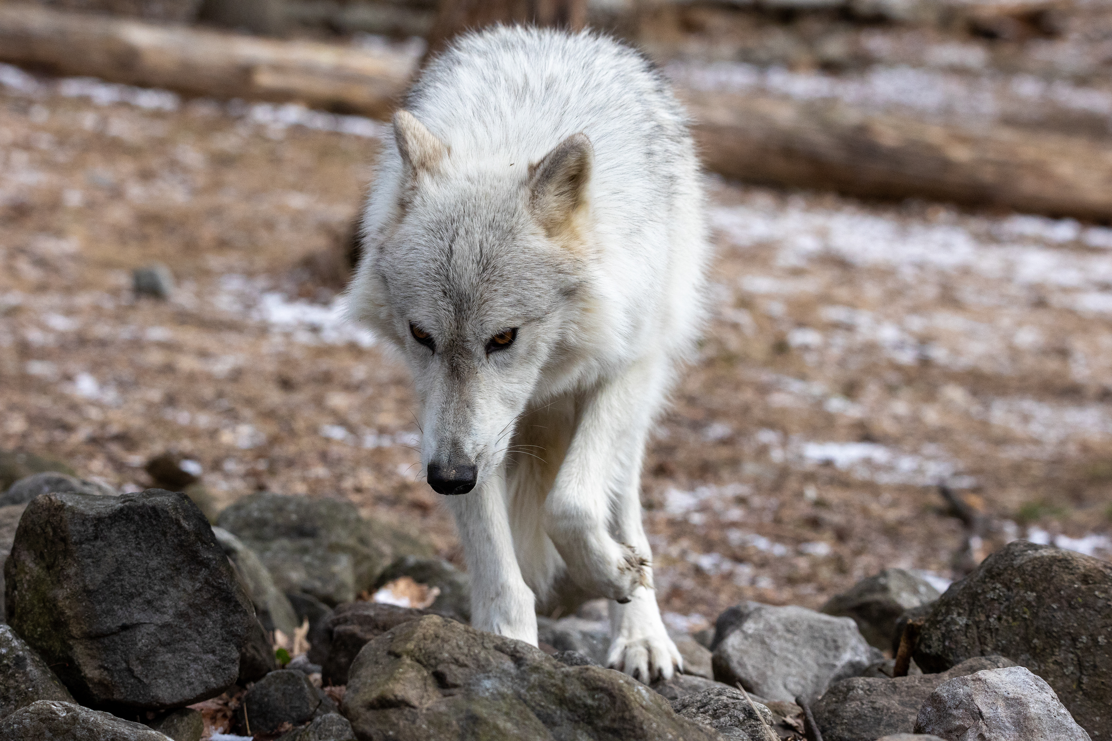 Lakota Wolf Preserve 3/28/22