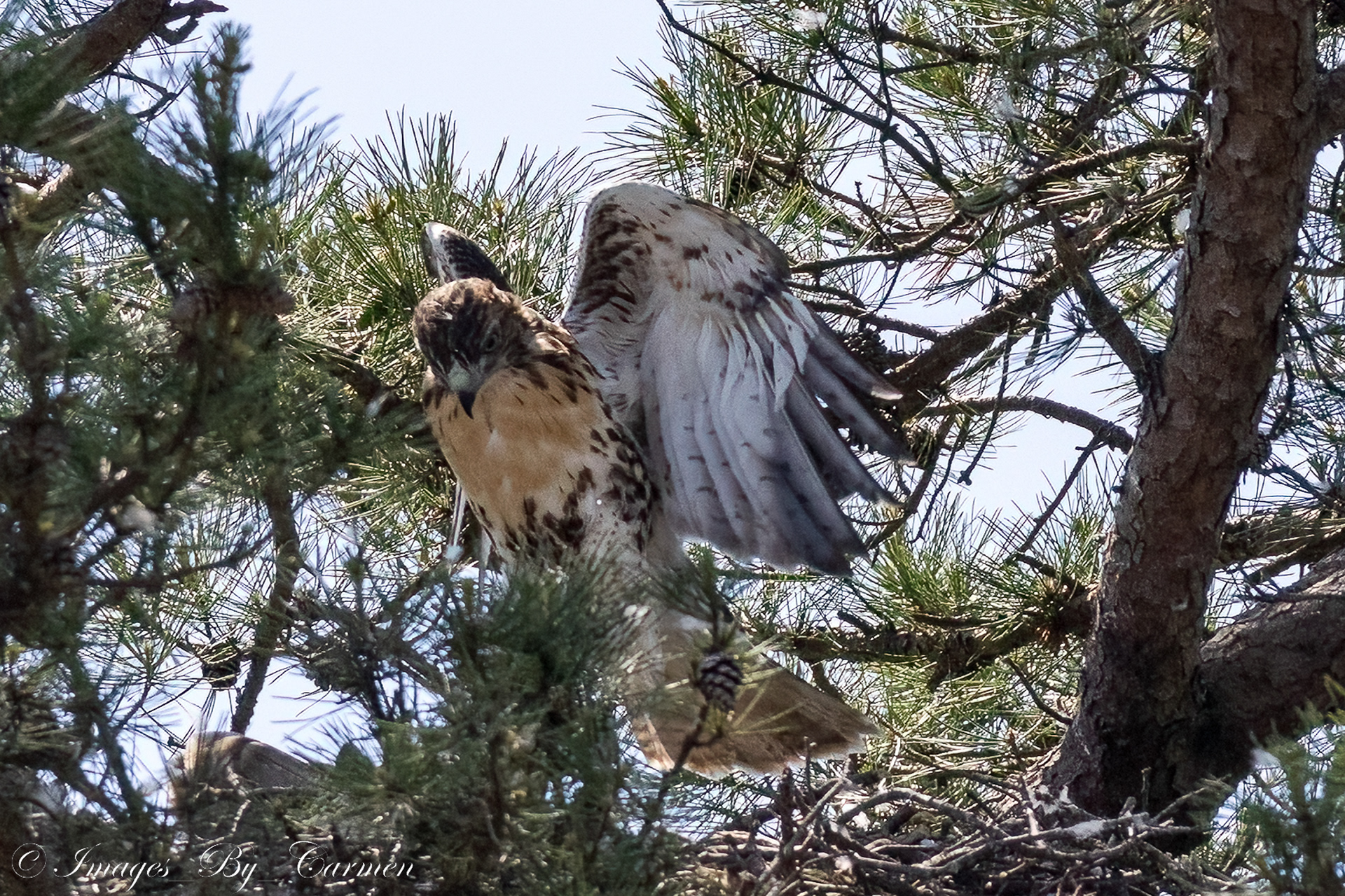 Juvenile Red Tailed Hawk