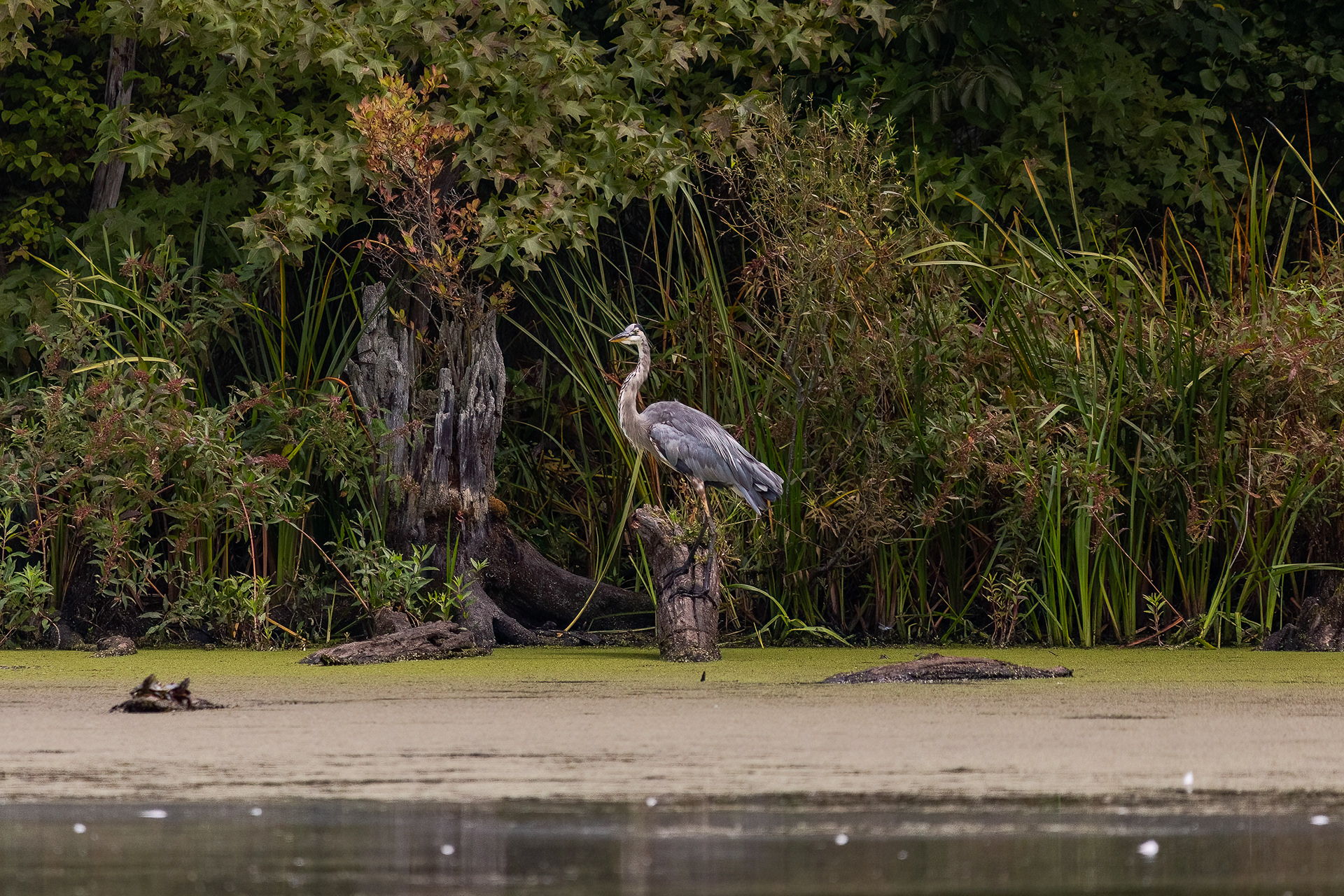 Great Blue Heron 9/13/22